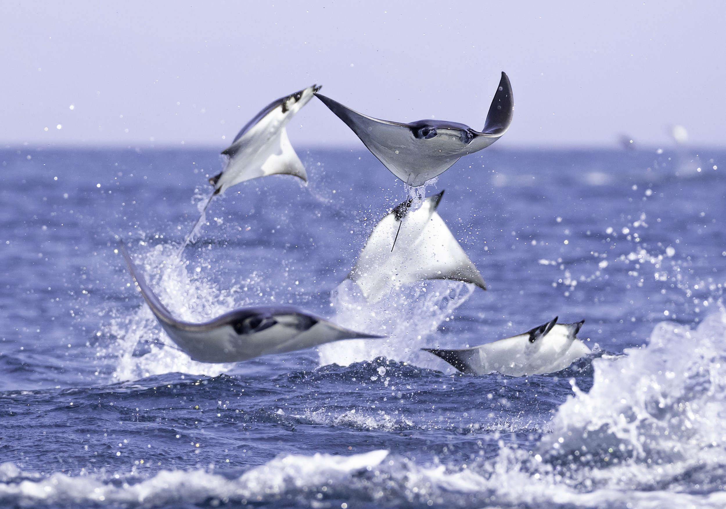 mobula rays jumping.jpg