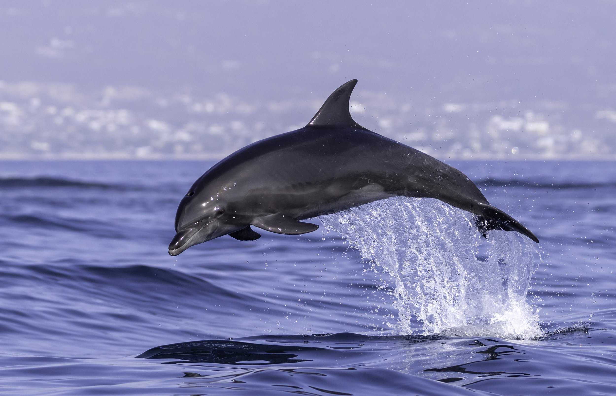 bottlenose dolphin jumping.jpg