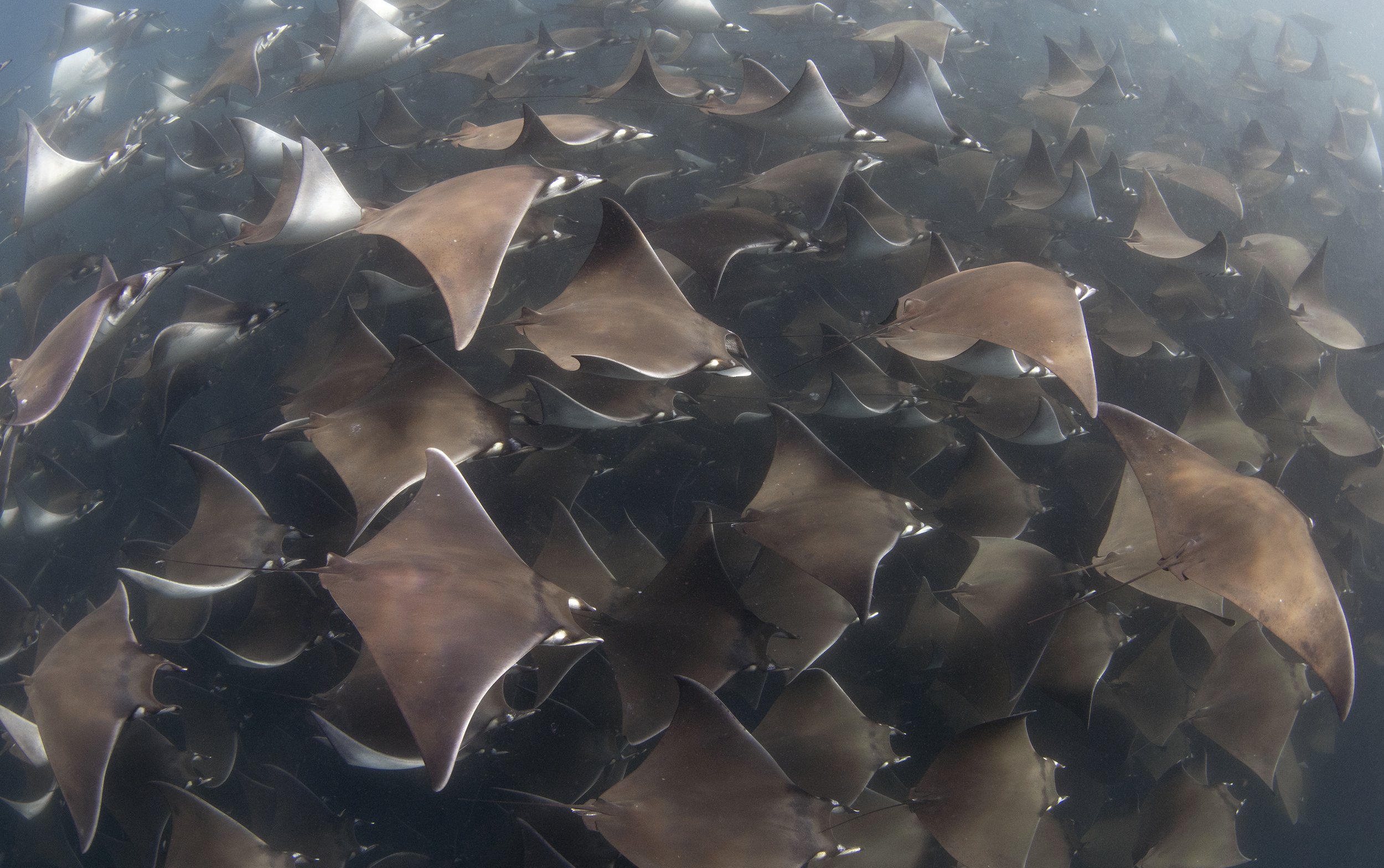 mobula ray diving 4.jpg