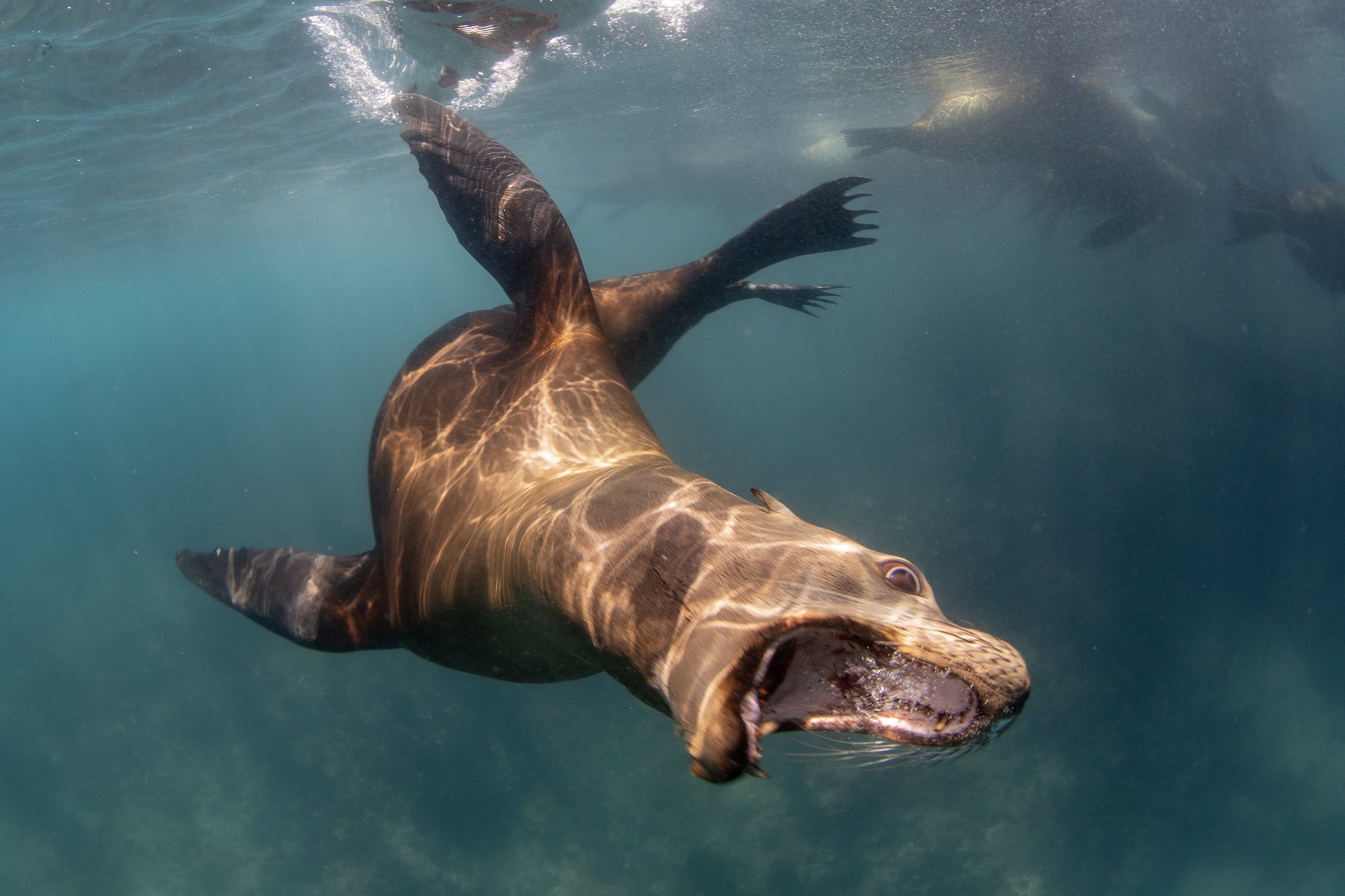 sea lion diving.jpg