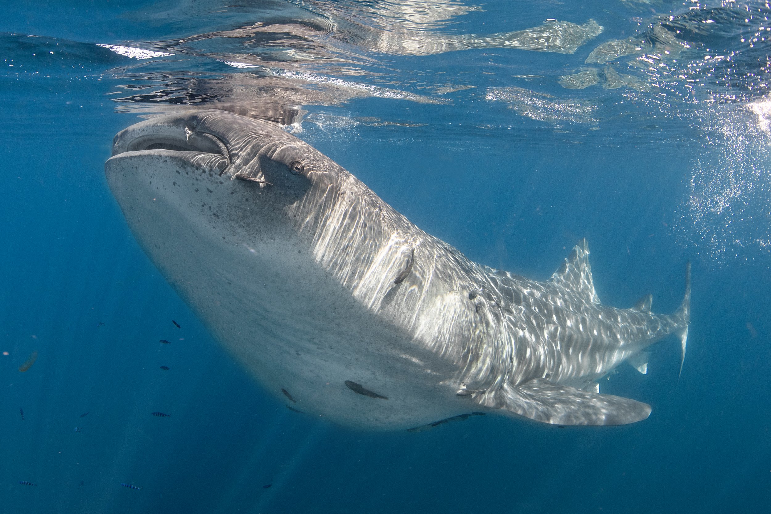 whale shark diving 3.jpg