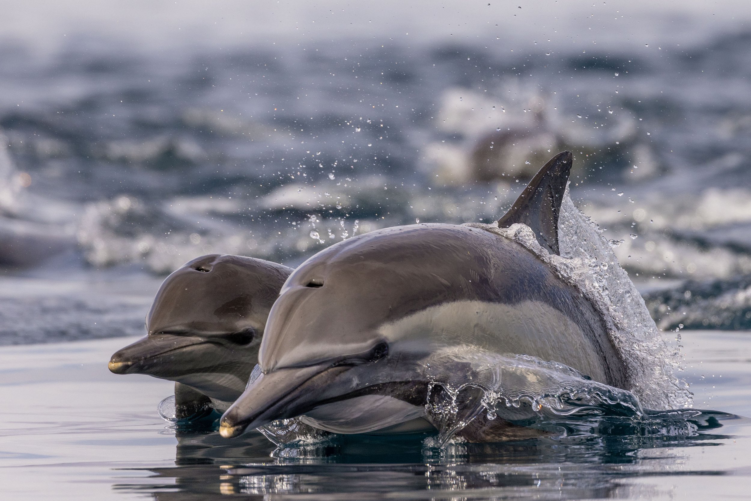 common dolphin photography.jpg