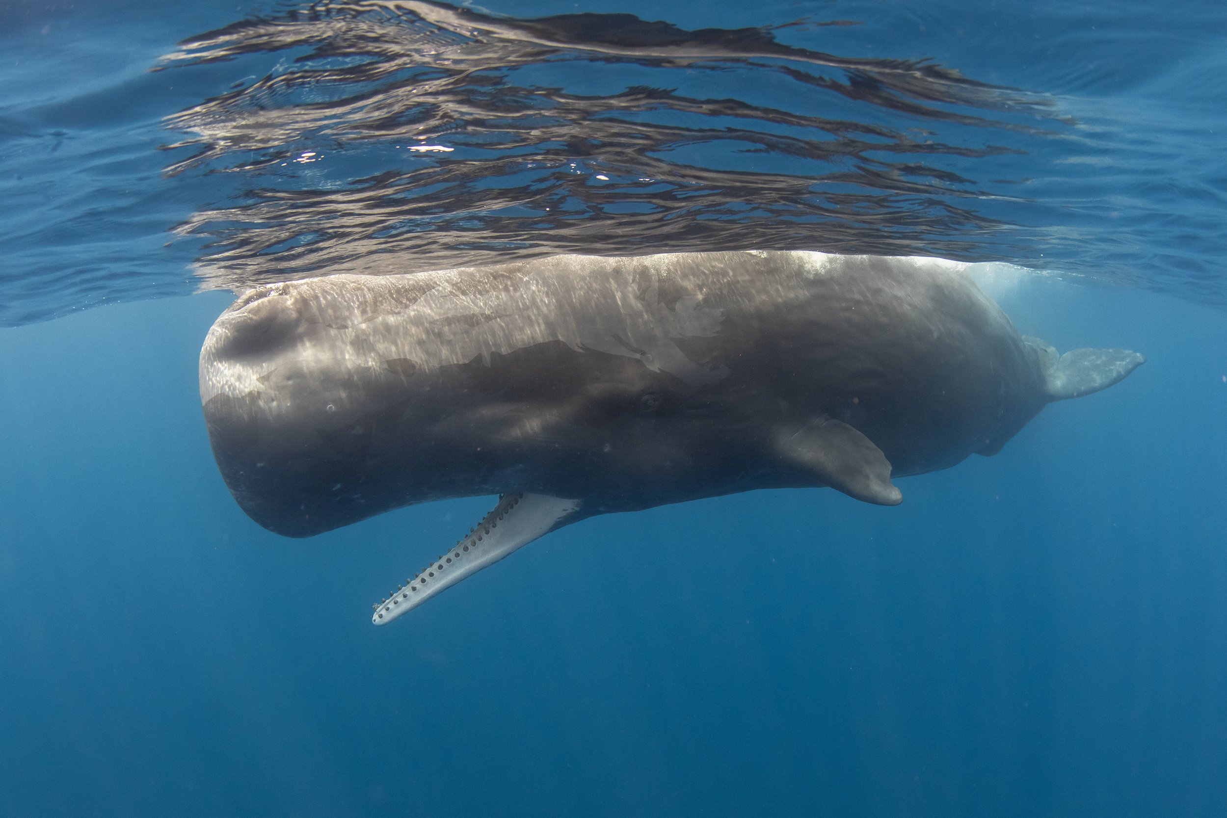 sperm whale diving 2 .jpg