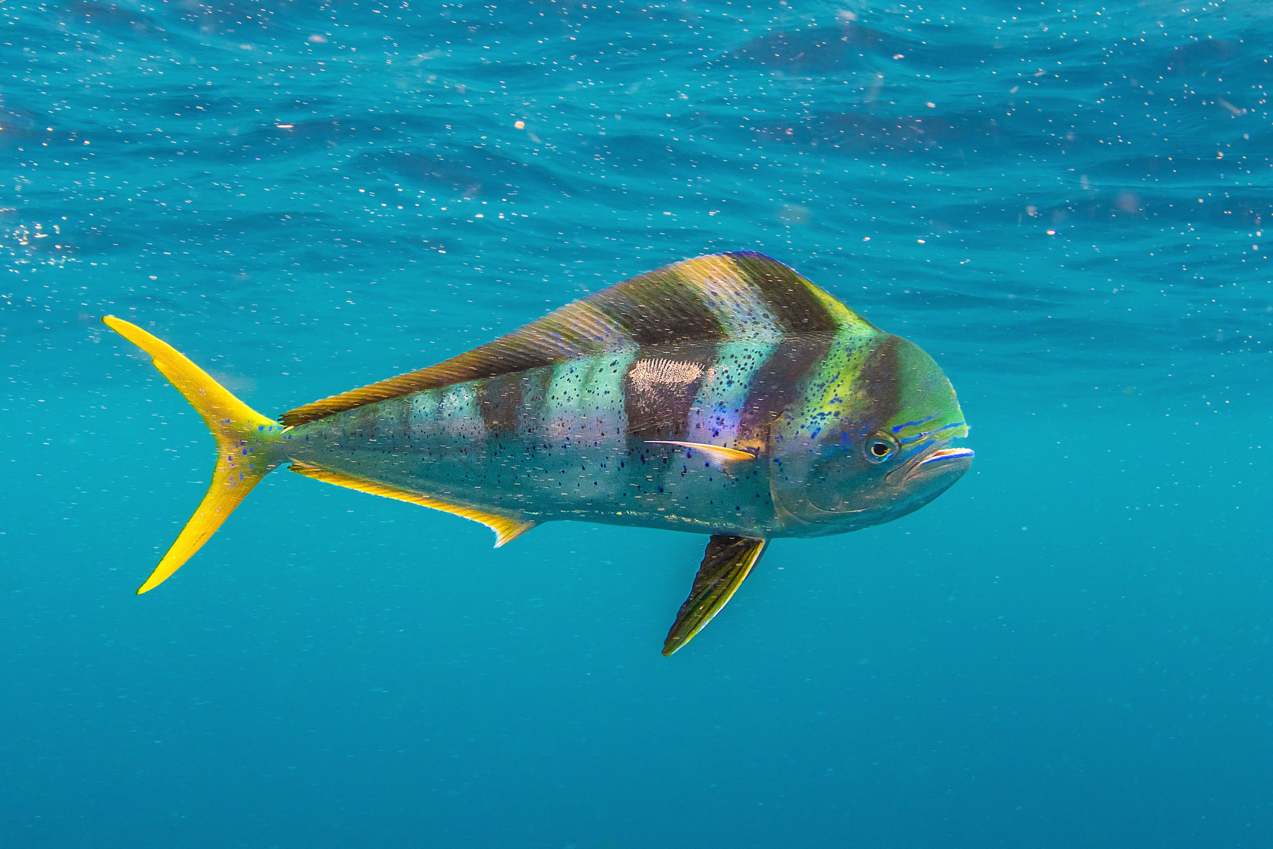 mahi mahi 2 .jpg