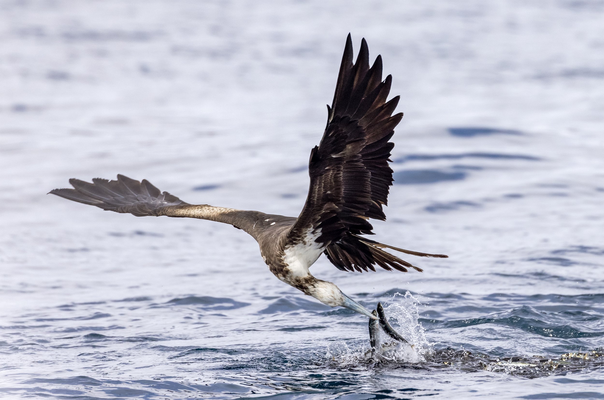 frigate birds baitball.jpg