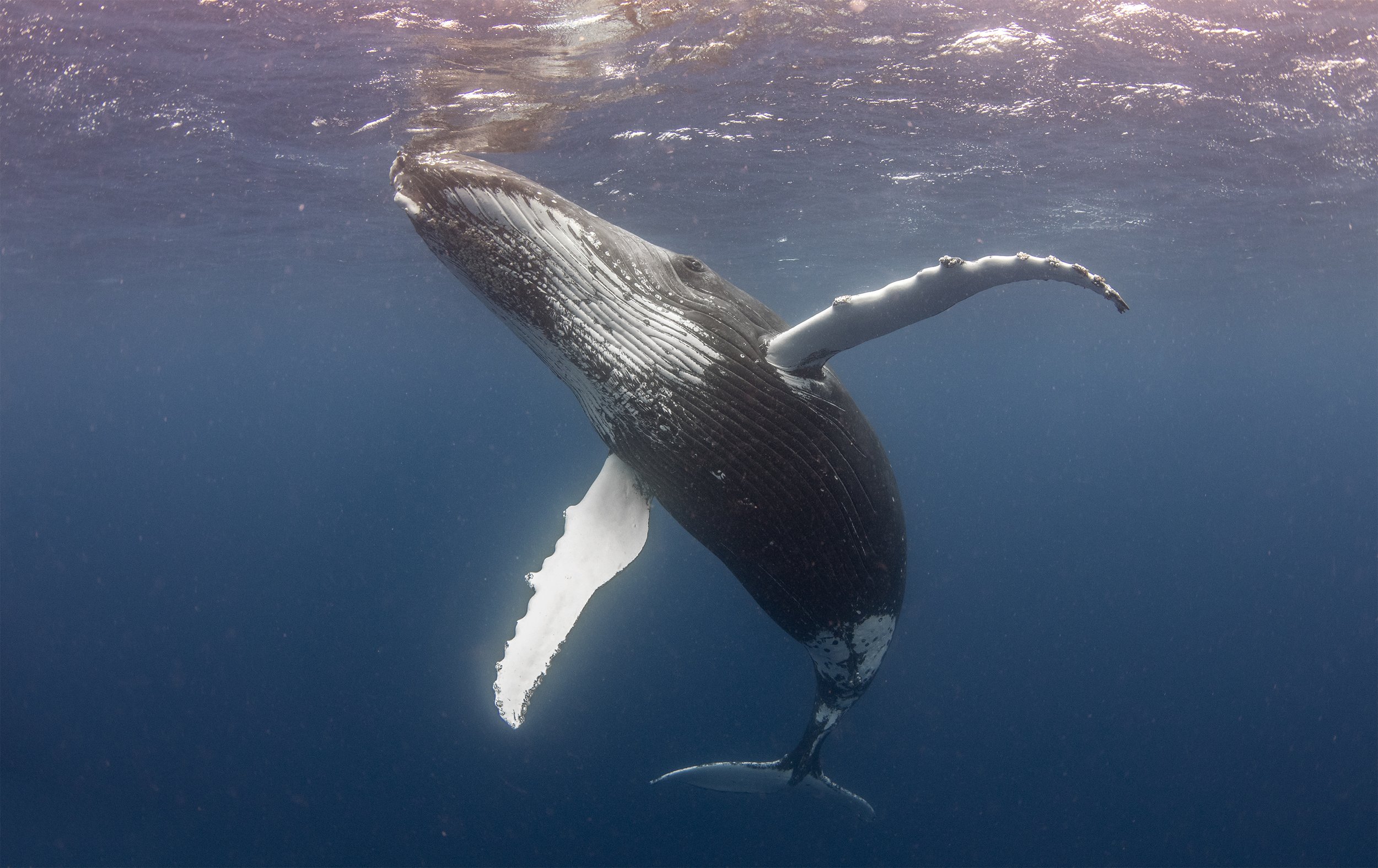 humpback whale diving.jpg