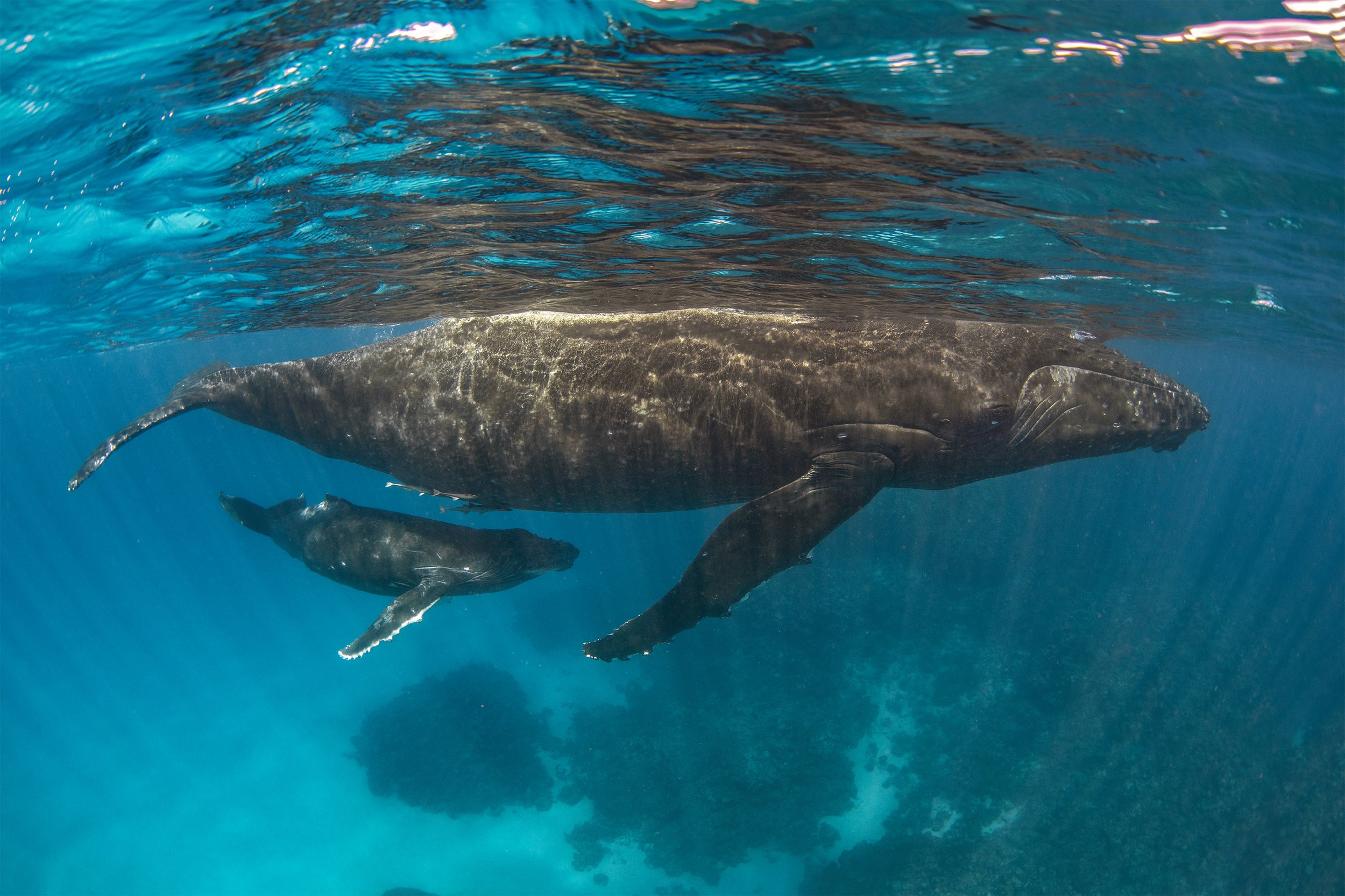 humpback whale diving.jpg