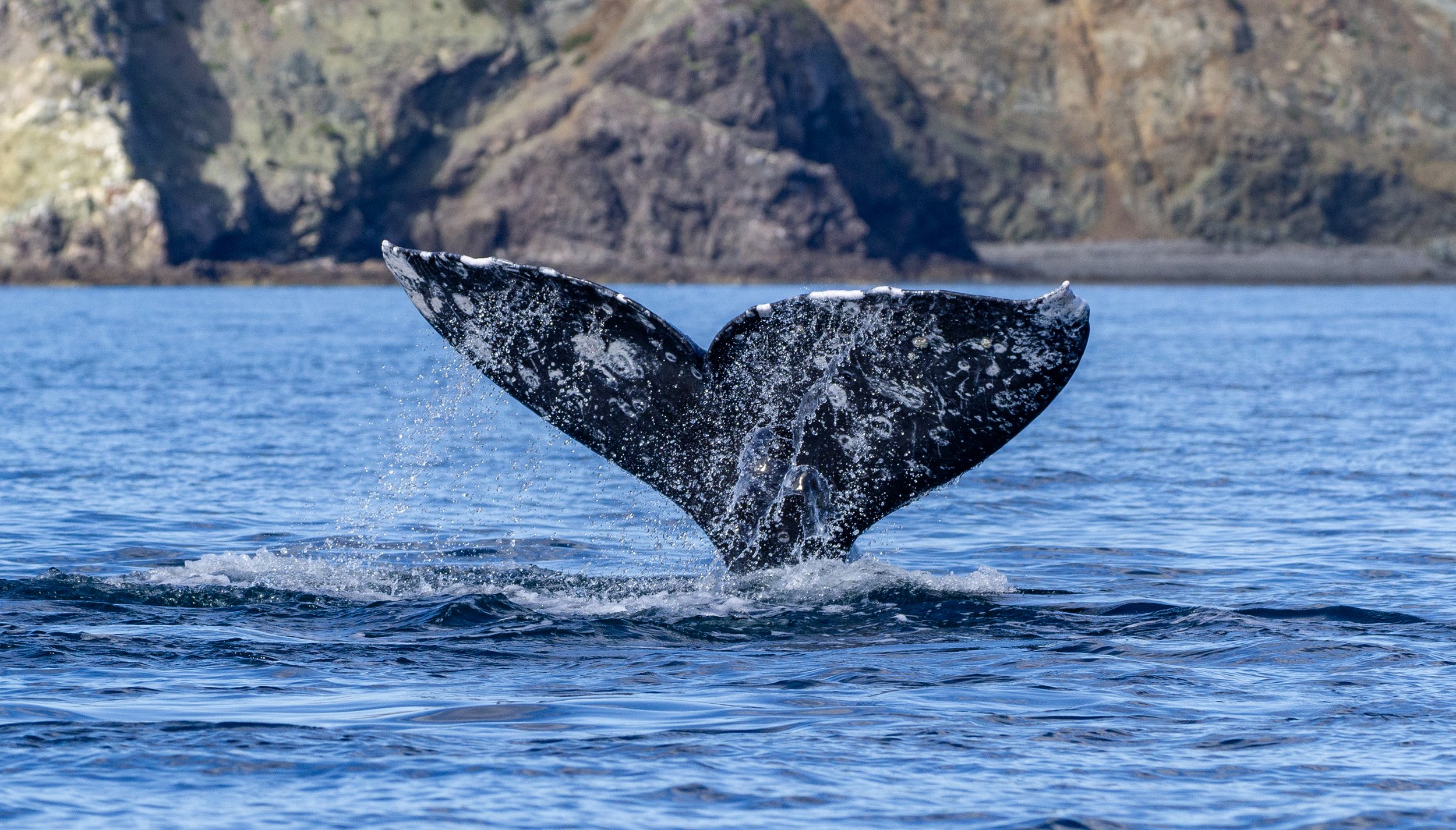 grey whale fluke.jpg