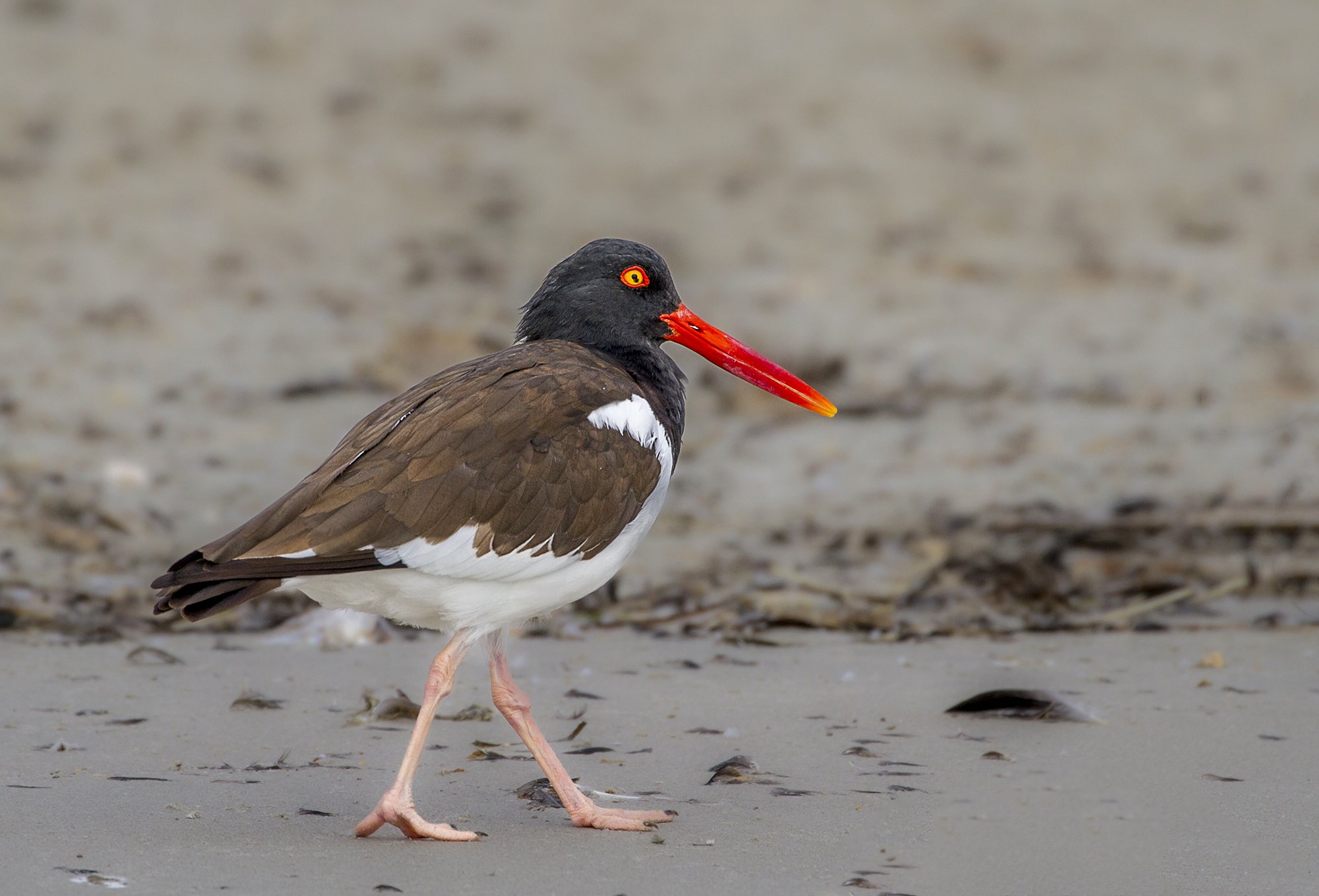 oyster catcher web.jpg