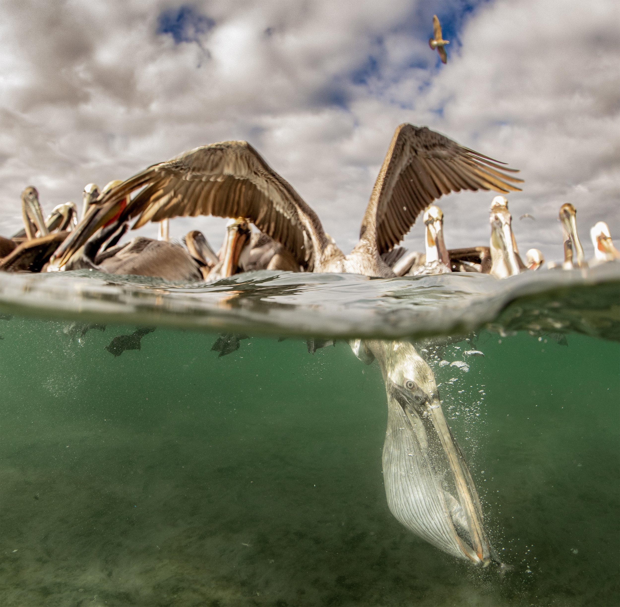 pelican diving 3.jpg