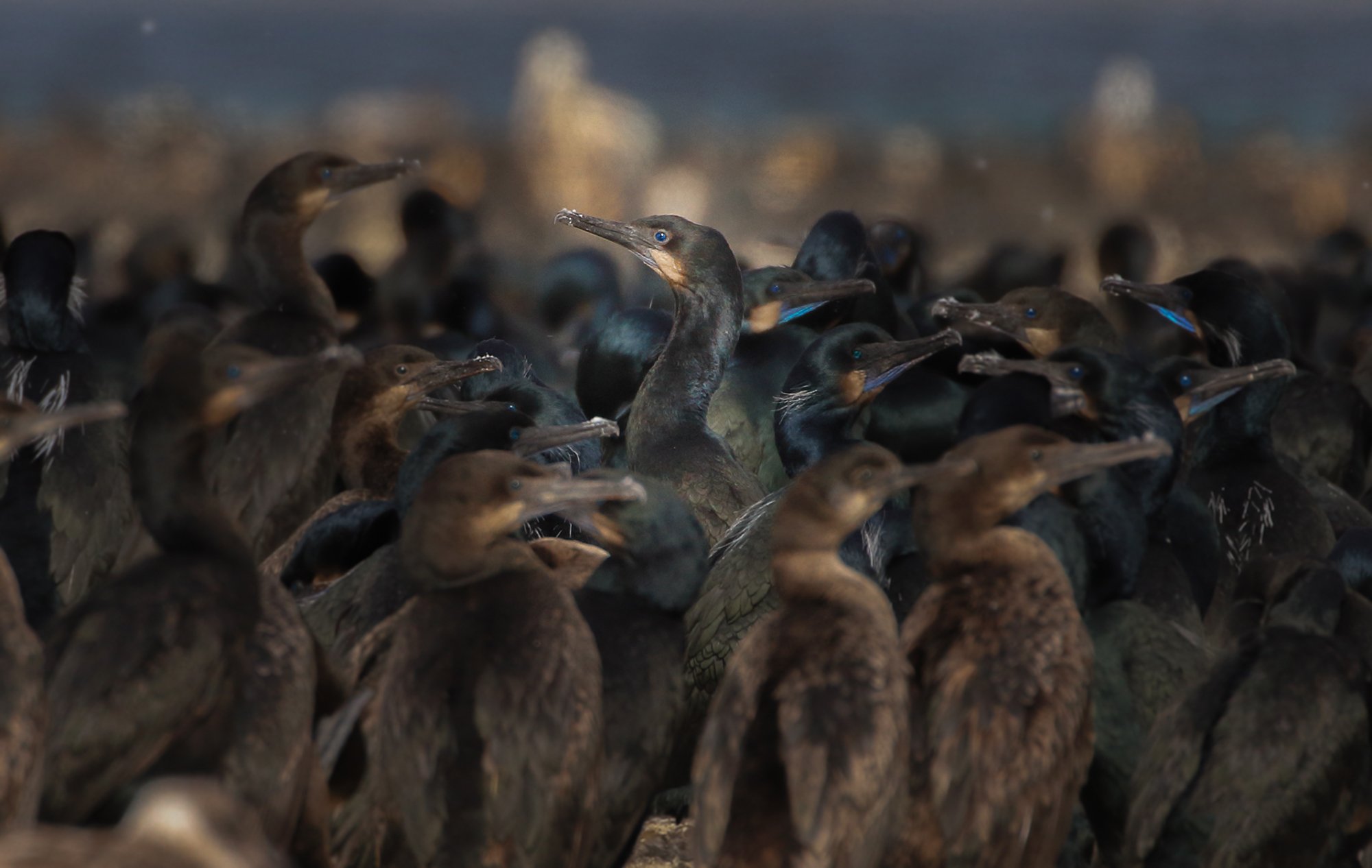 cormorants 2 web.jpg