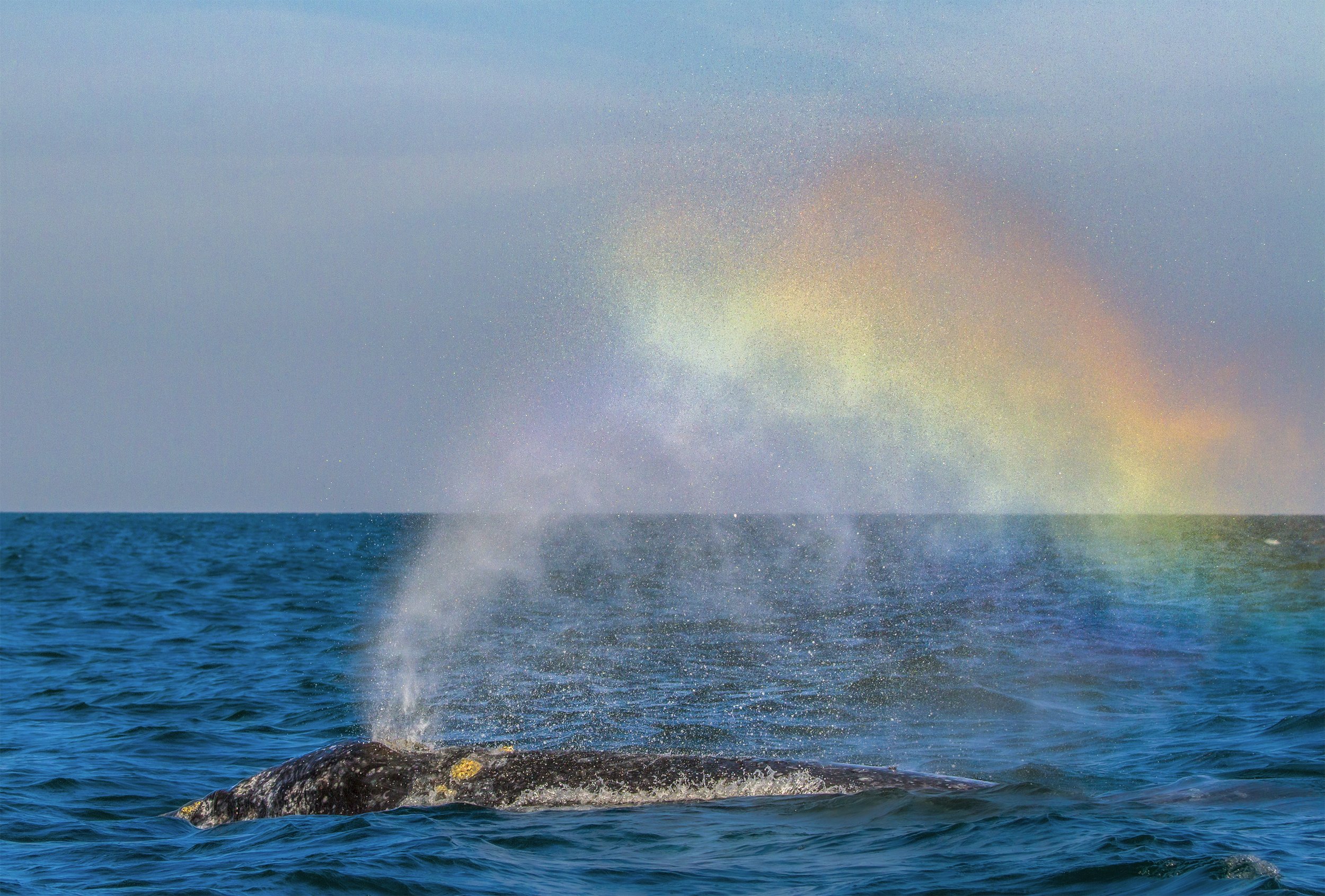 grey whale rainbow.jpg