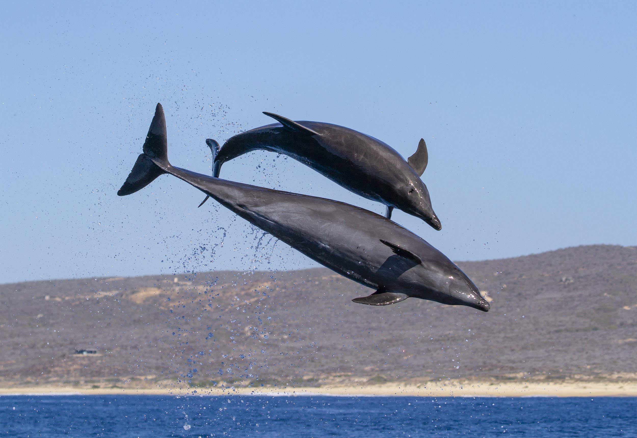 bottlenose dolphins jumping.jpg