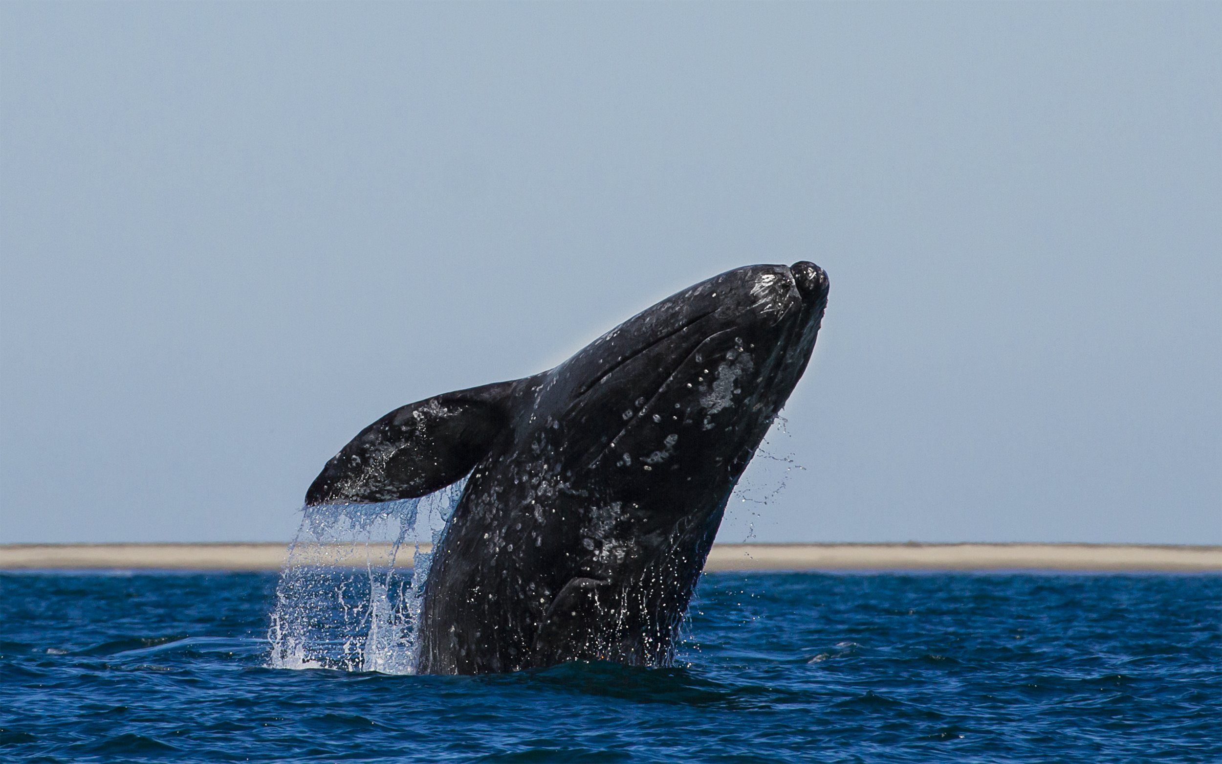 grey whale photography.jpg