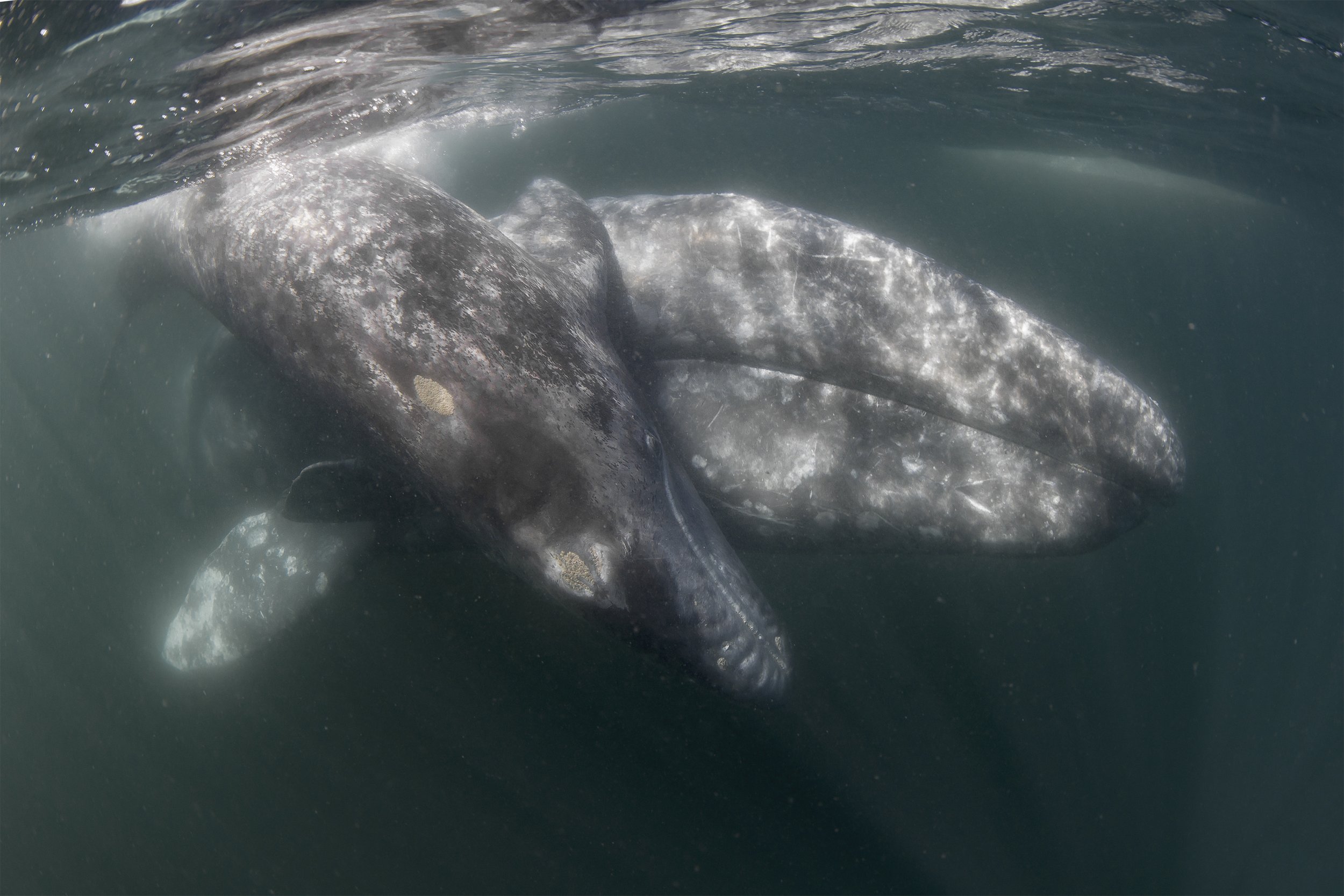 grey whale diving.jpg