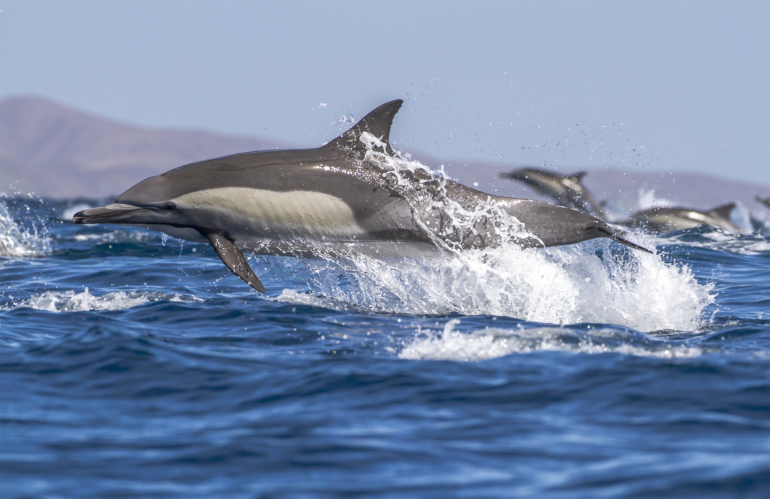 common dolphin swim.jpg