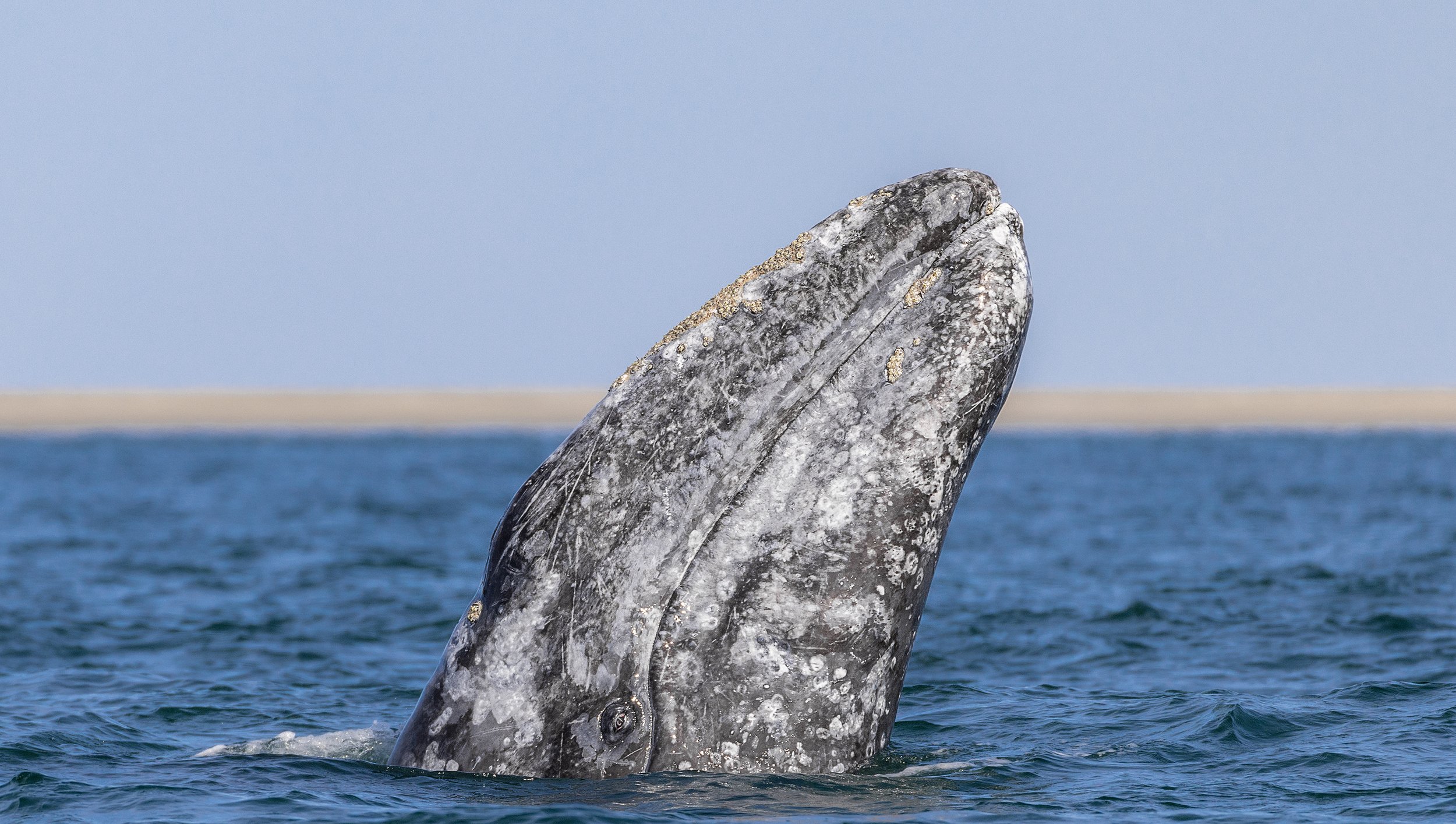 grey whale spyhop .jpg