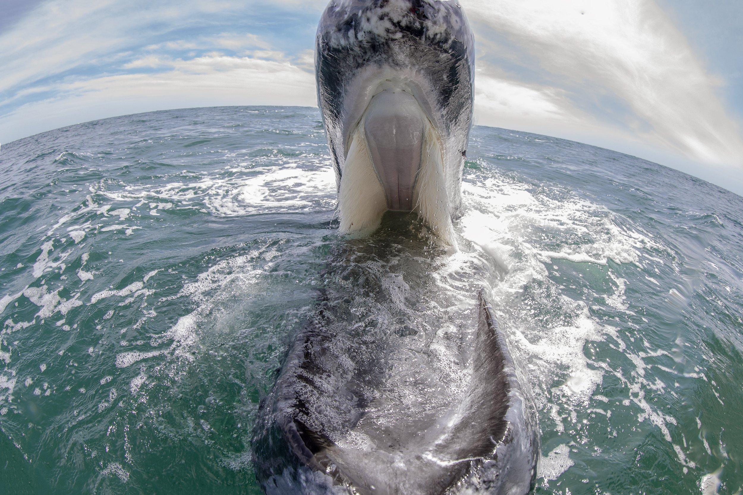 grey whale 2.jpg