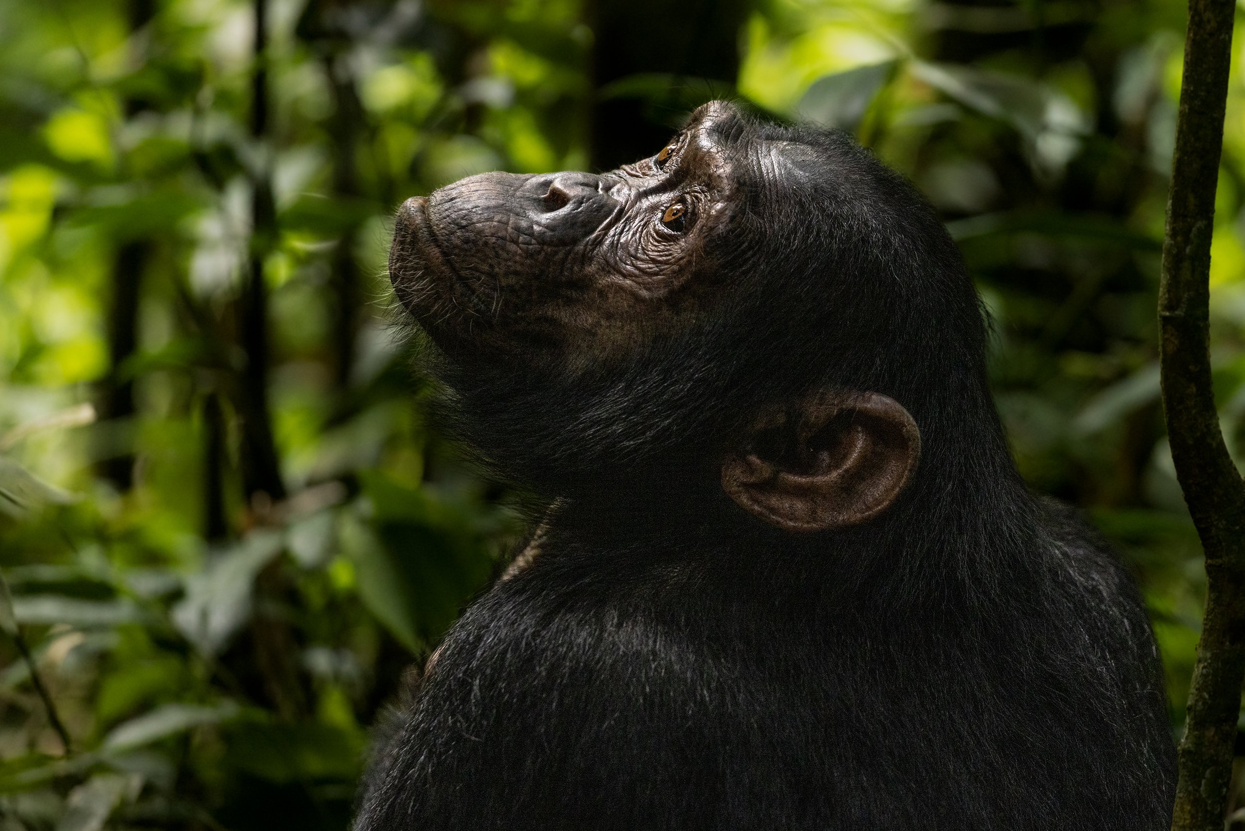 chimpanzee photography 3.jpg