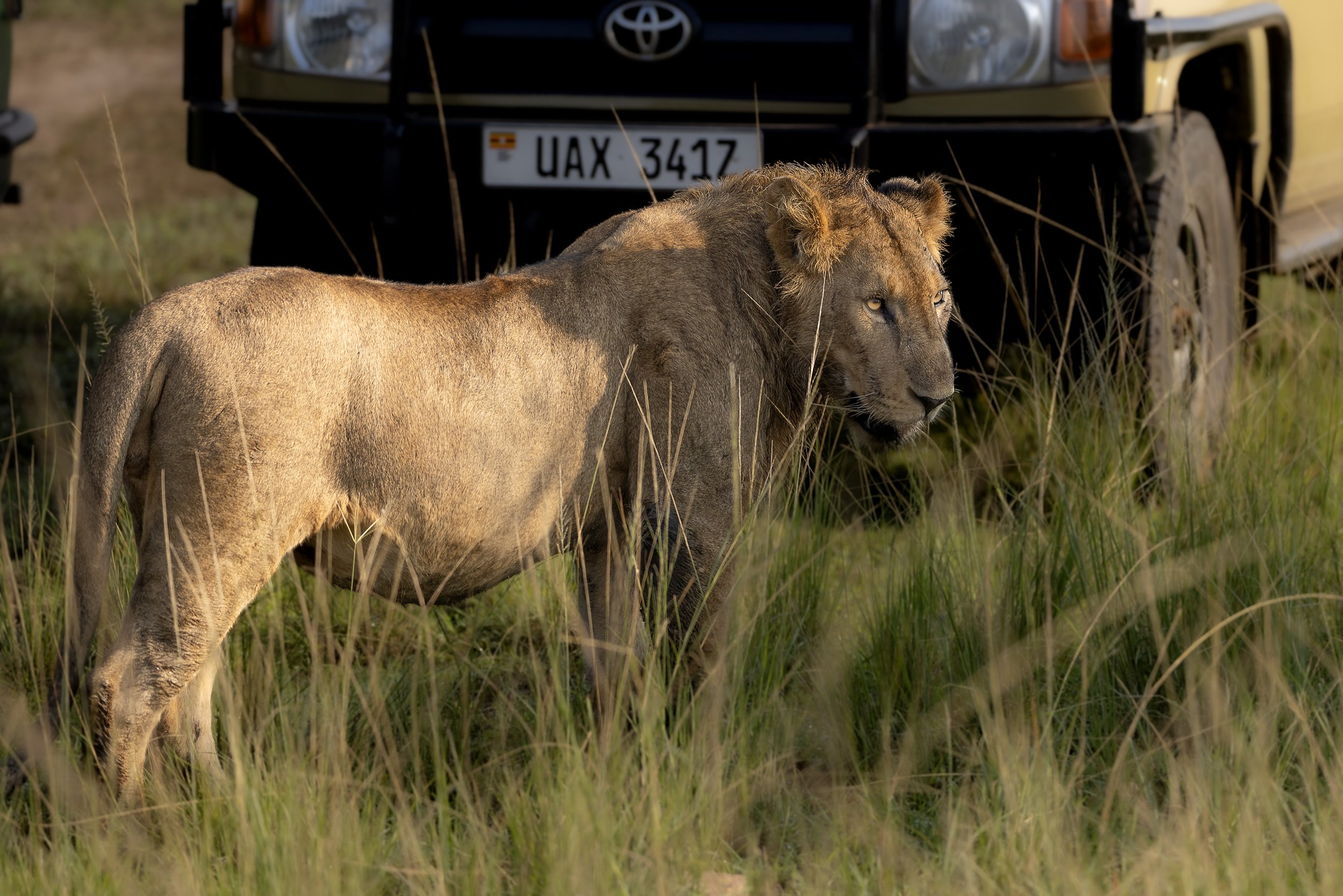 african lion.jpg