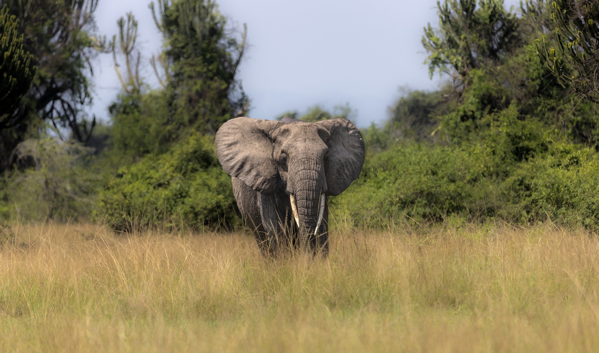 African Elephant .jpg