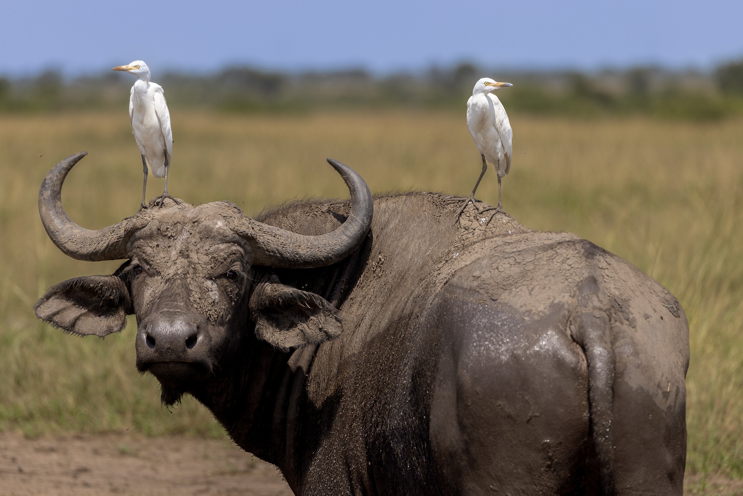 cape buffalo.jpg