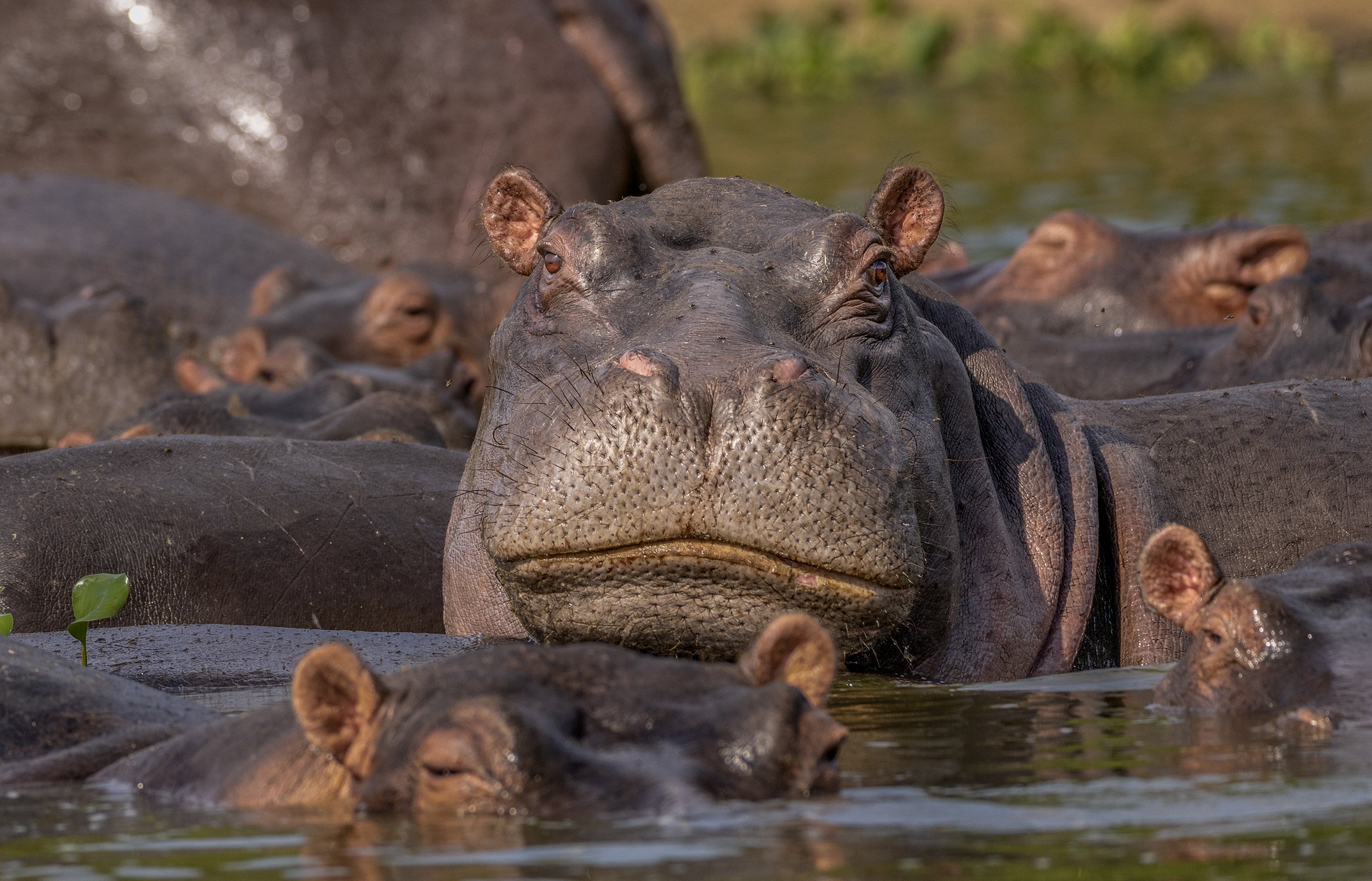 Hippo Photography.jpg