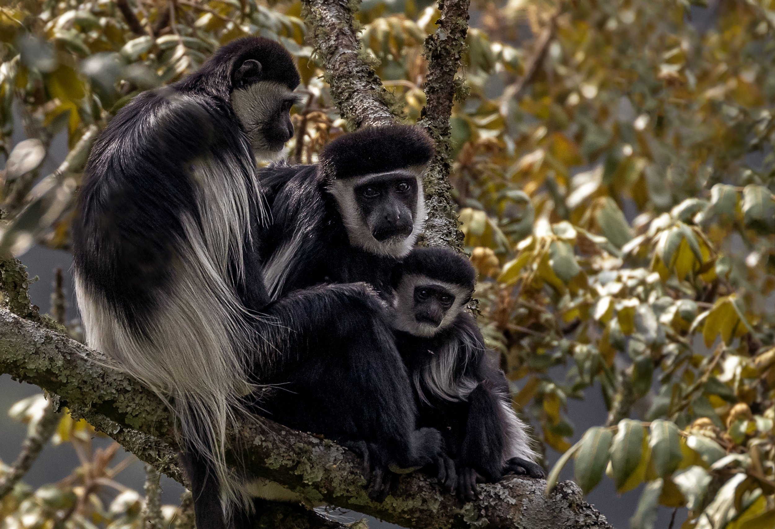 black and white colobus monkey .jpg