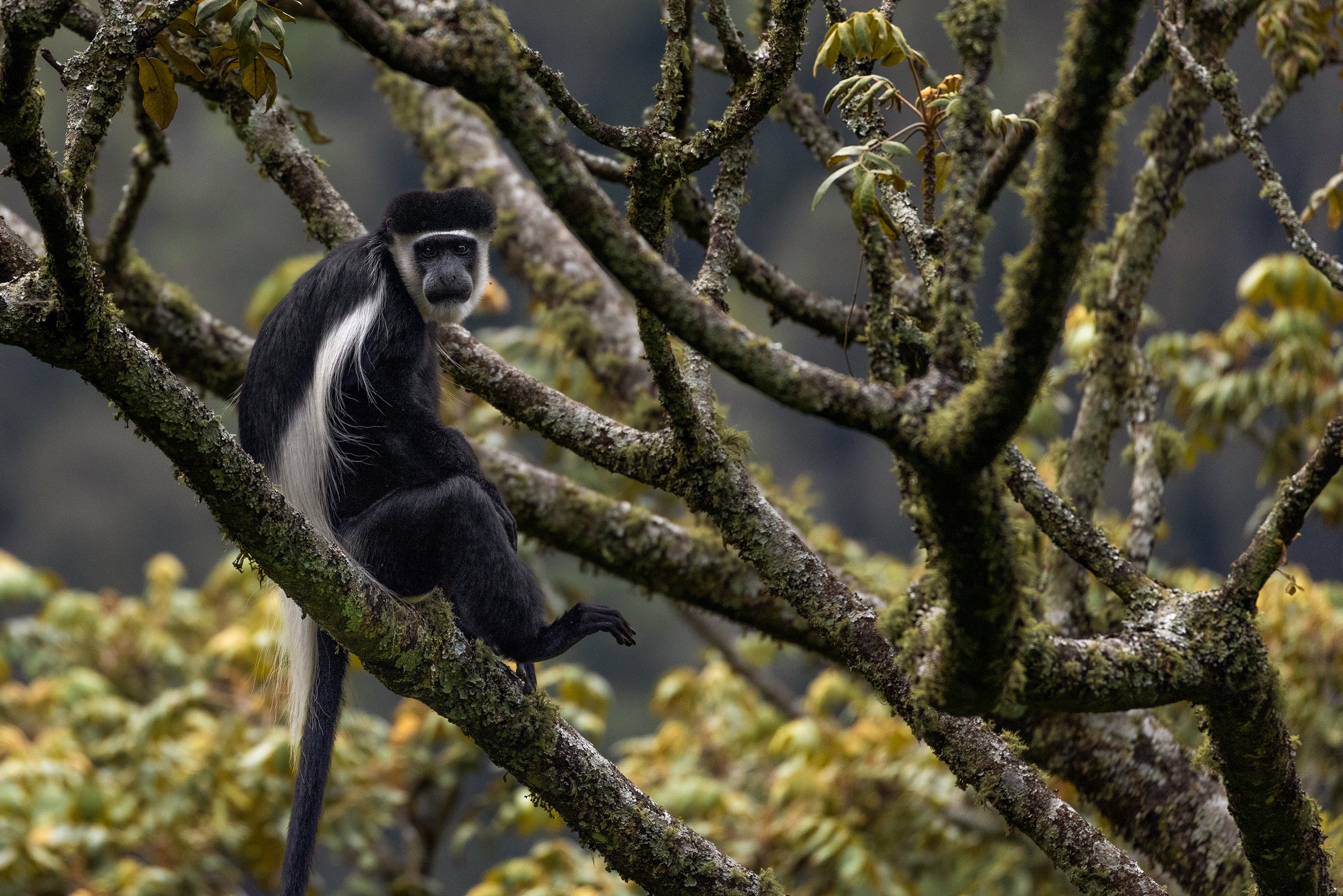 black and white colobus monkey 2 .jpg