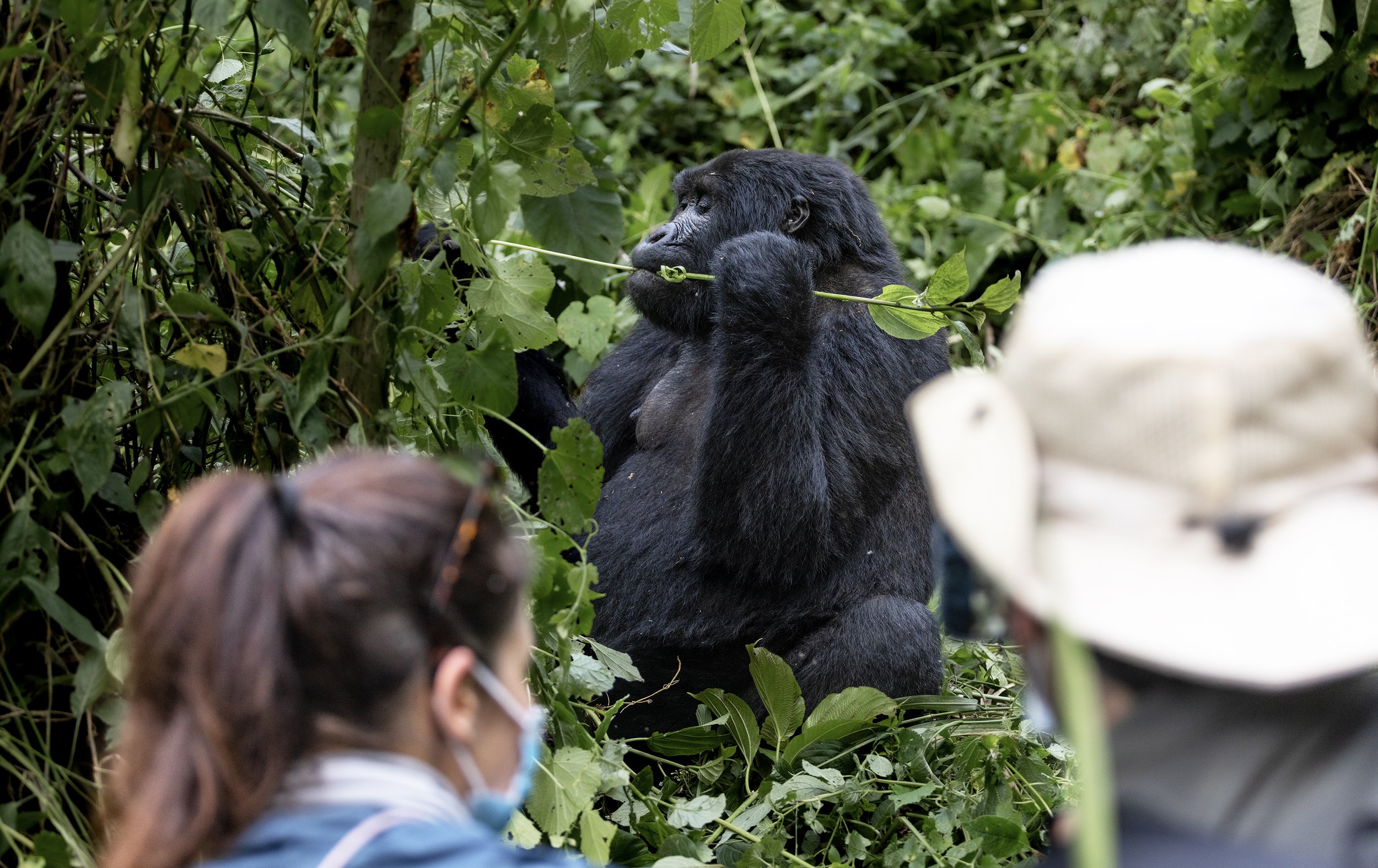 gorilla photography 2.jpg