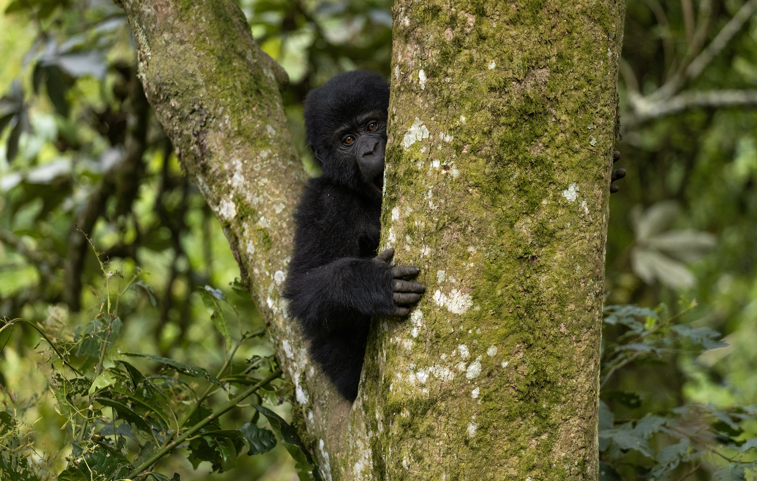 Baby mountain gorilla.jpg
