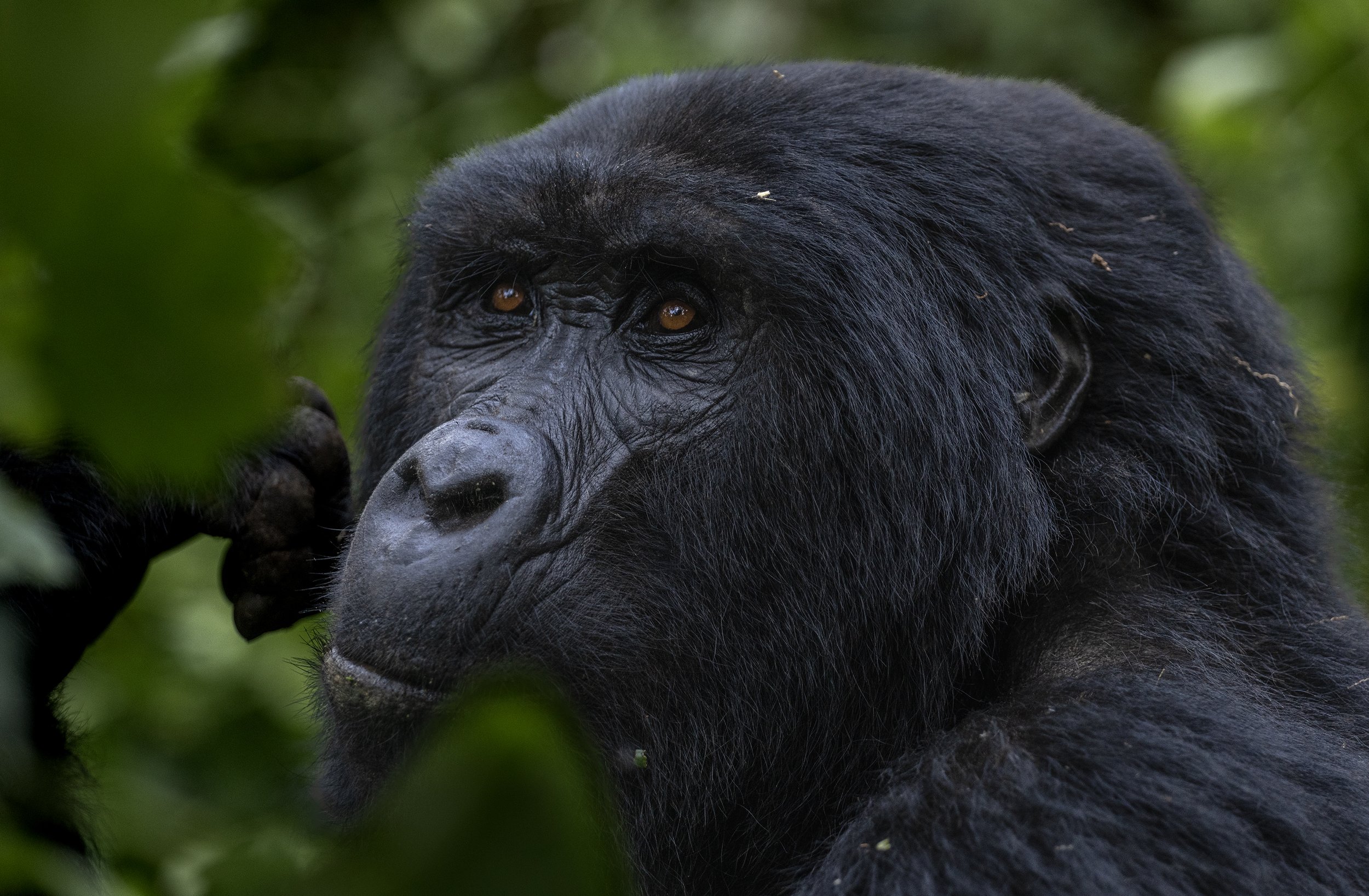 mountain gorilla photography 2.jpg