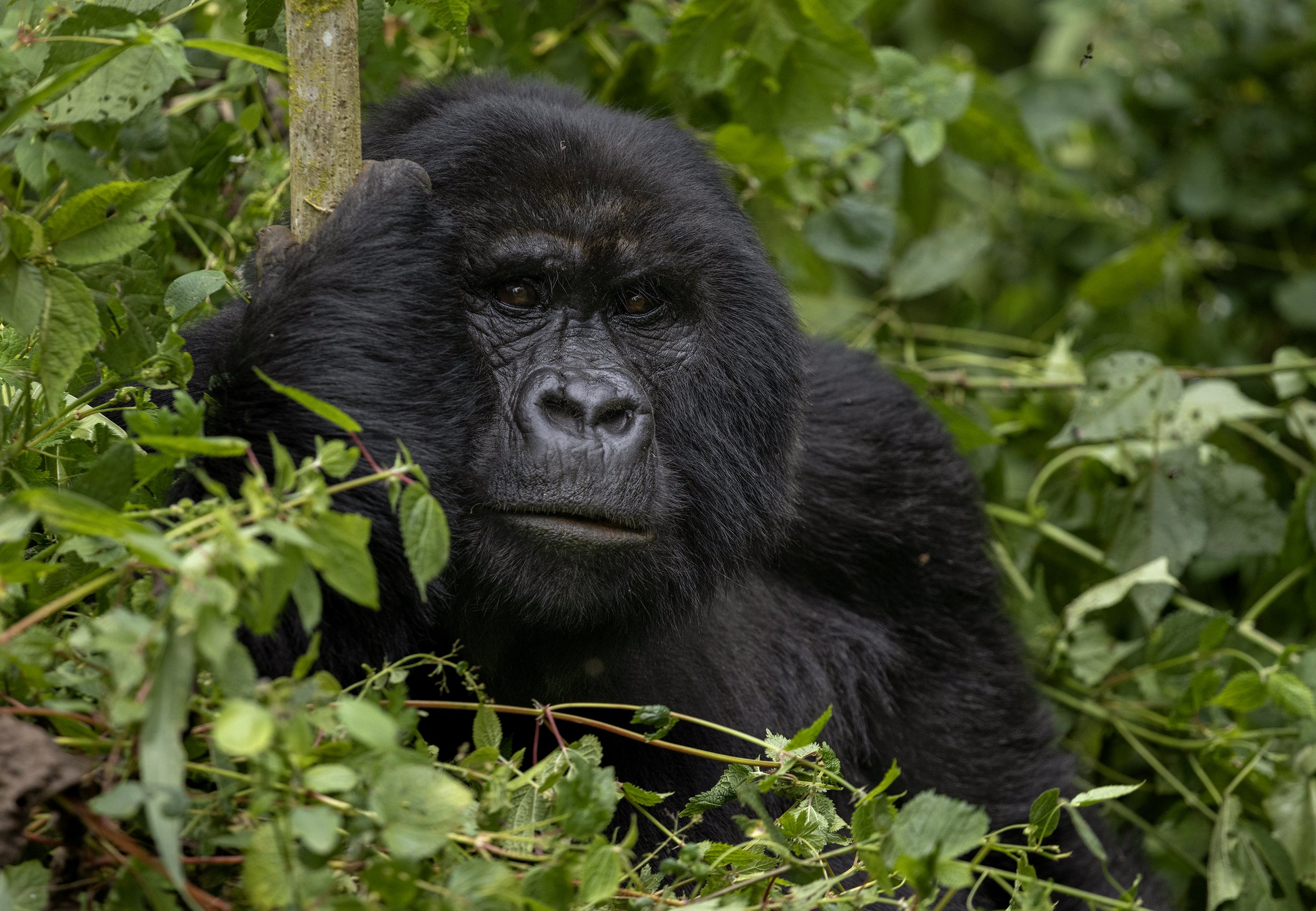 mountain gorilla .jpg