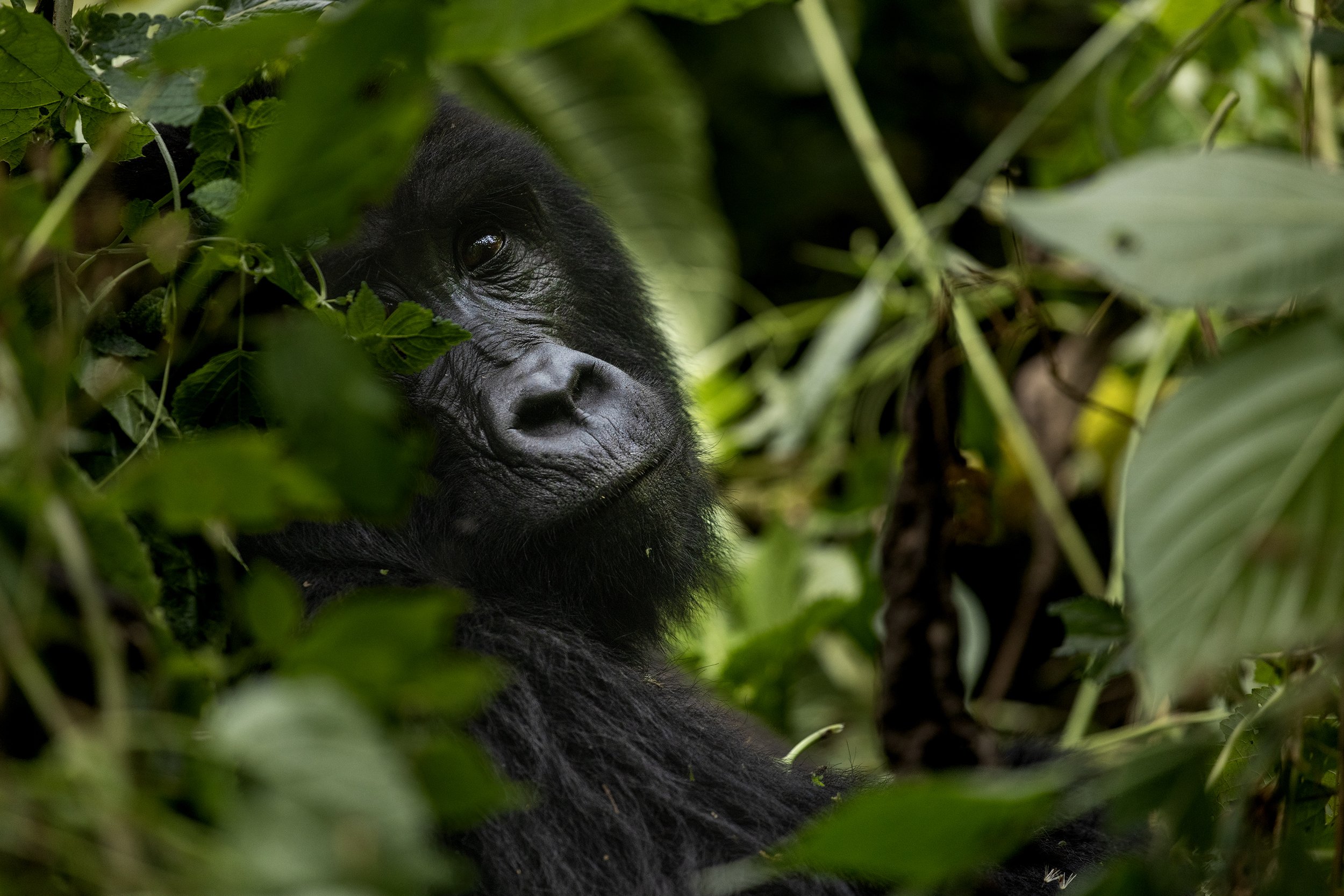 mountain gorilla photography.jpg