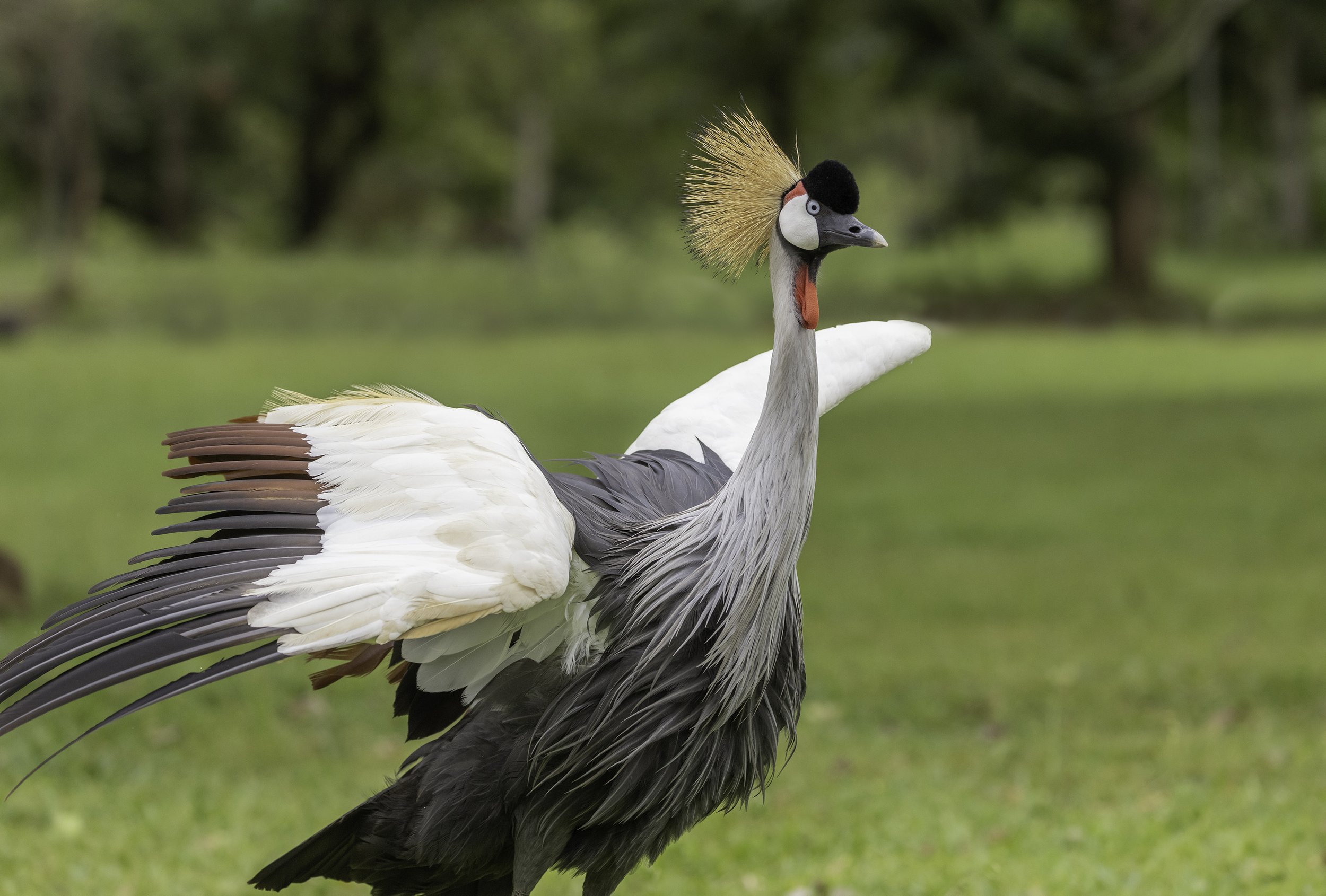 grey crowned heron.jpg