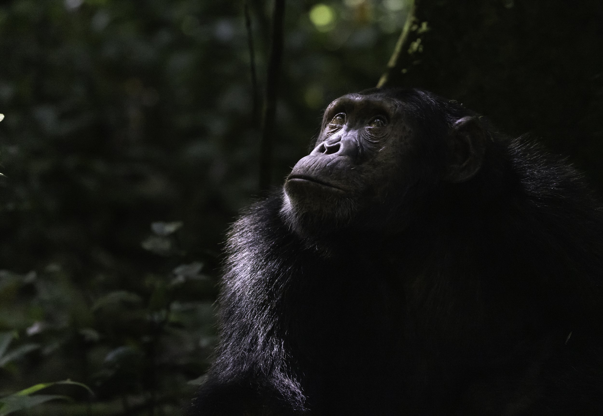 chimpanzee photography.jpg