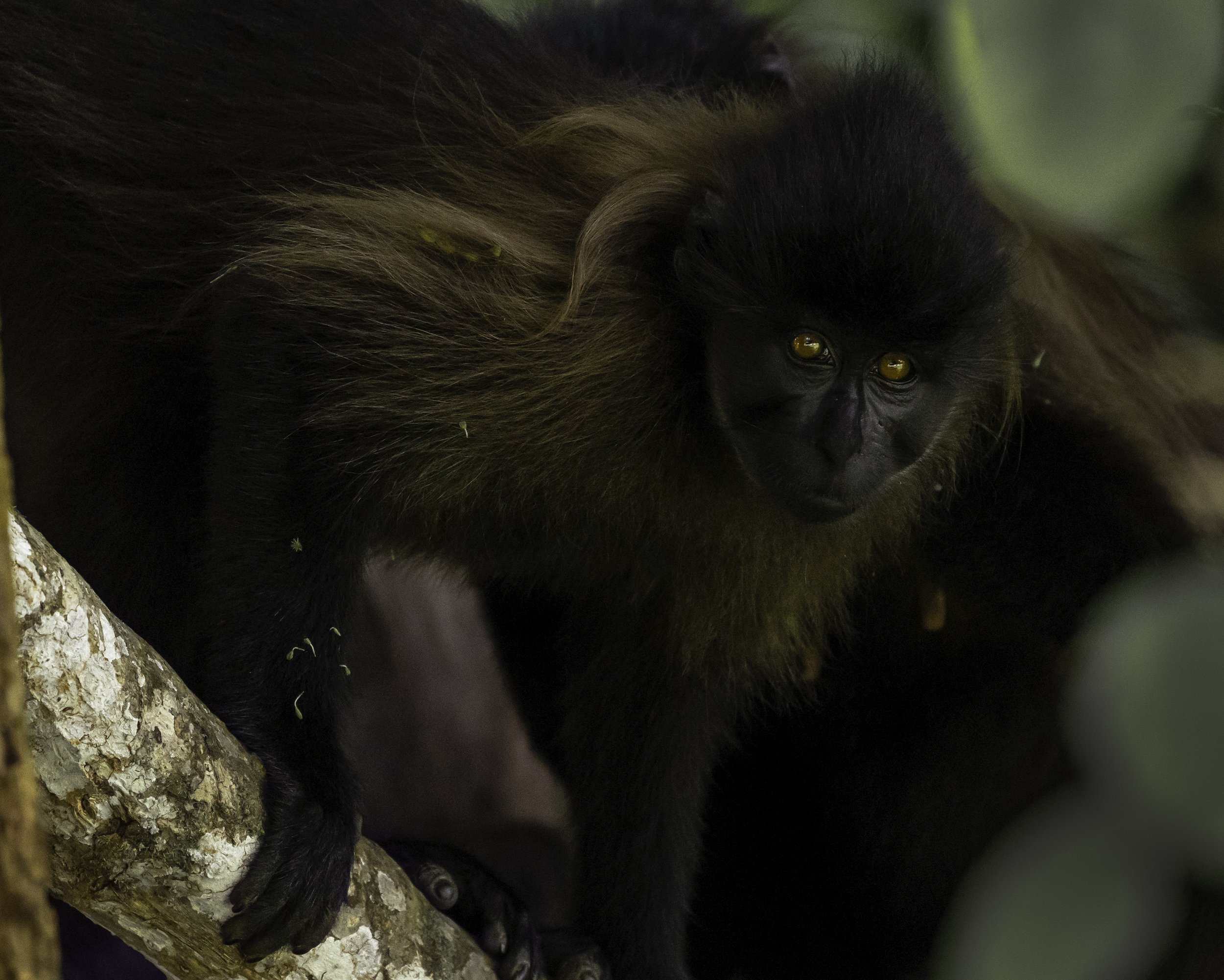 grey cheeked mangabey.jpg