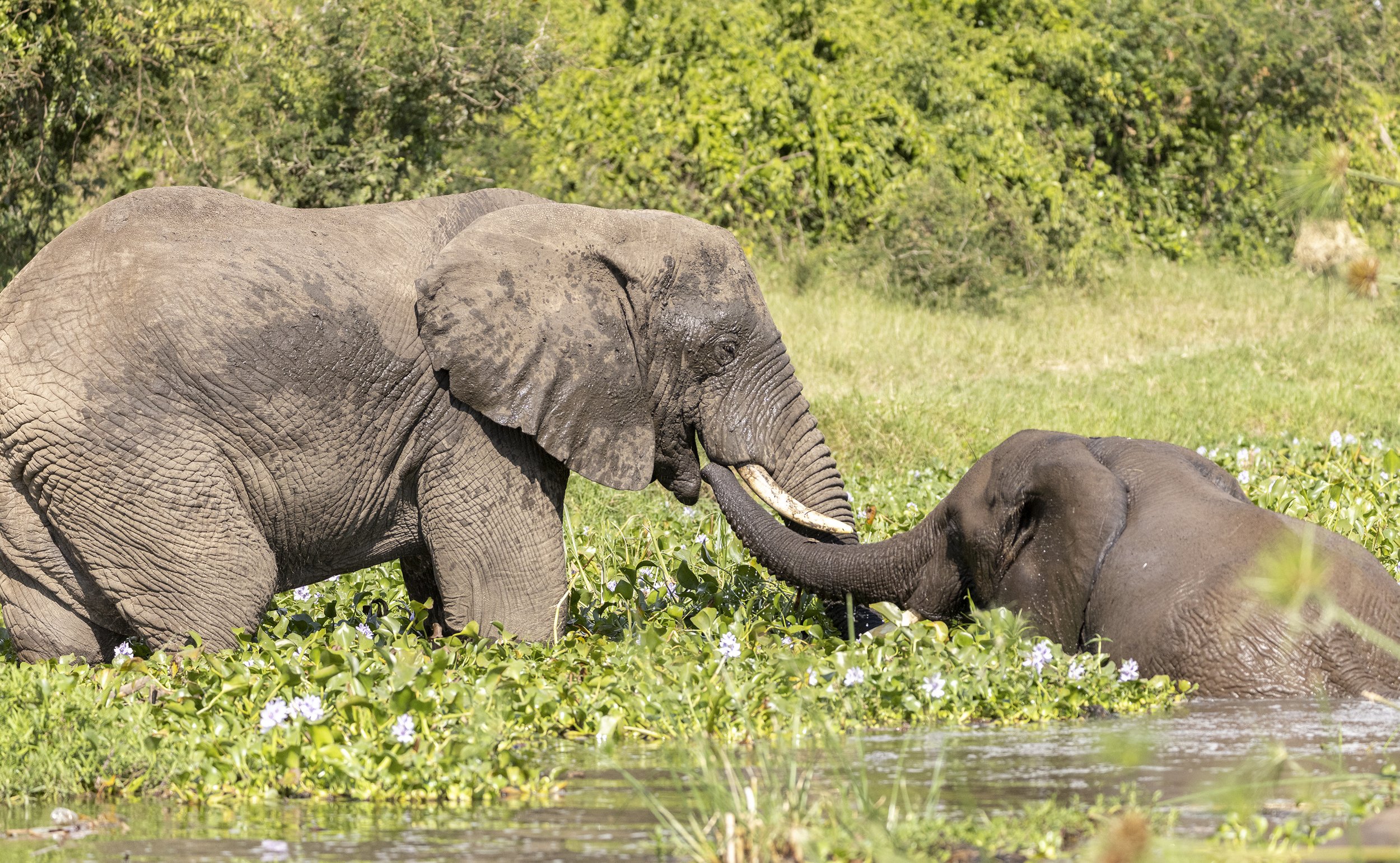 African elephants.jpg