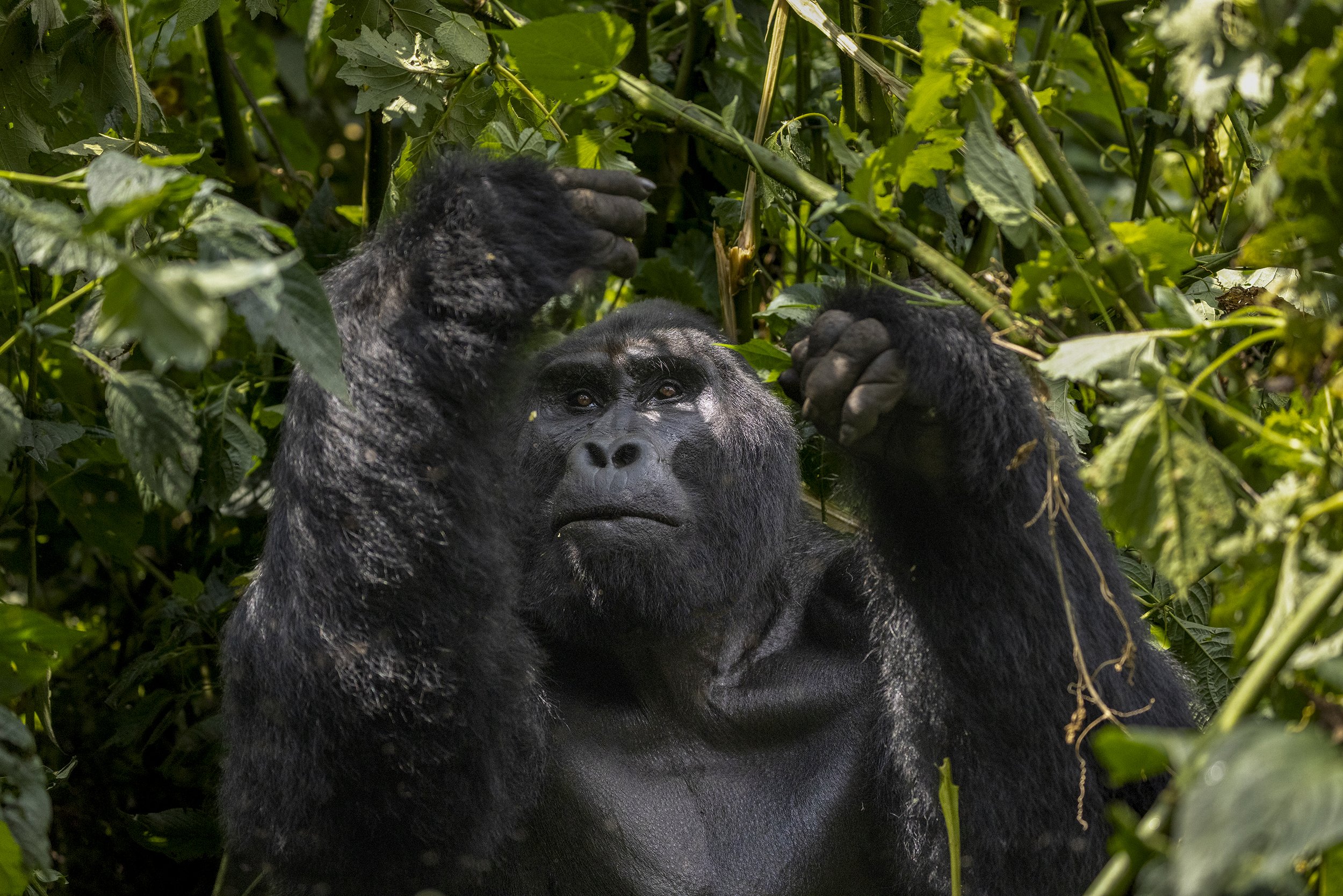 mountain gorilla photography.jpg