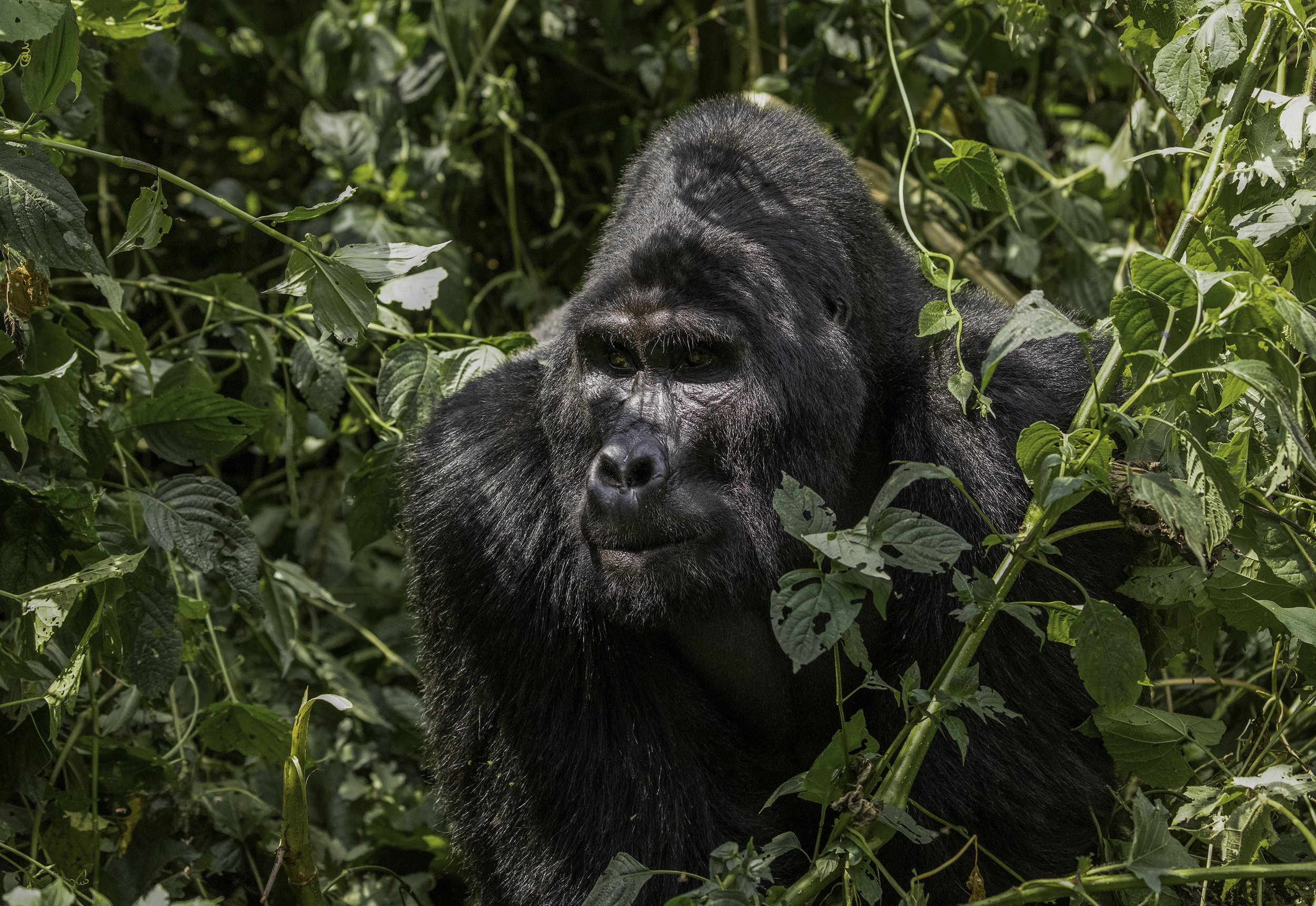 Gorilla photography.jpg
