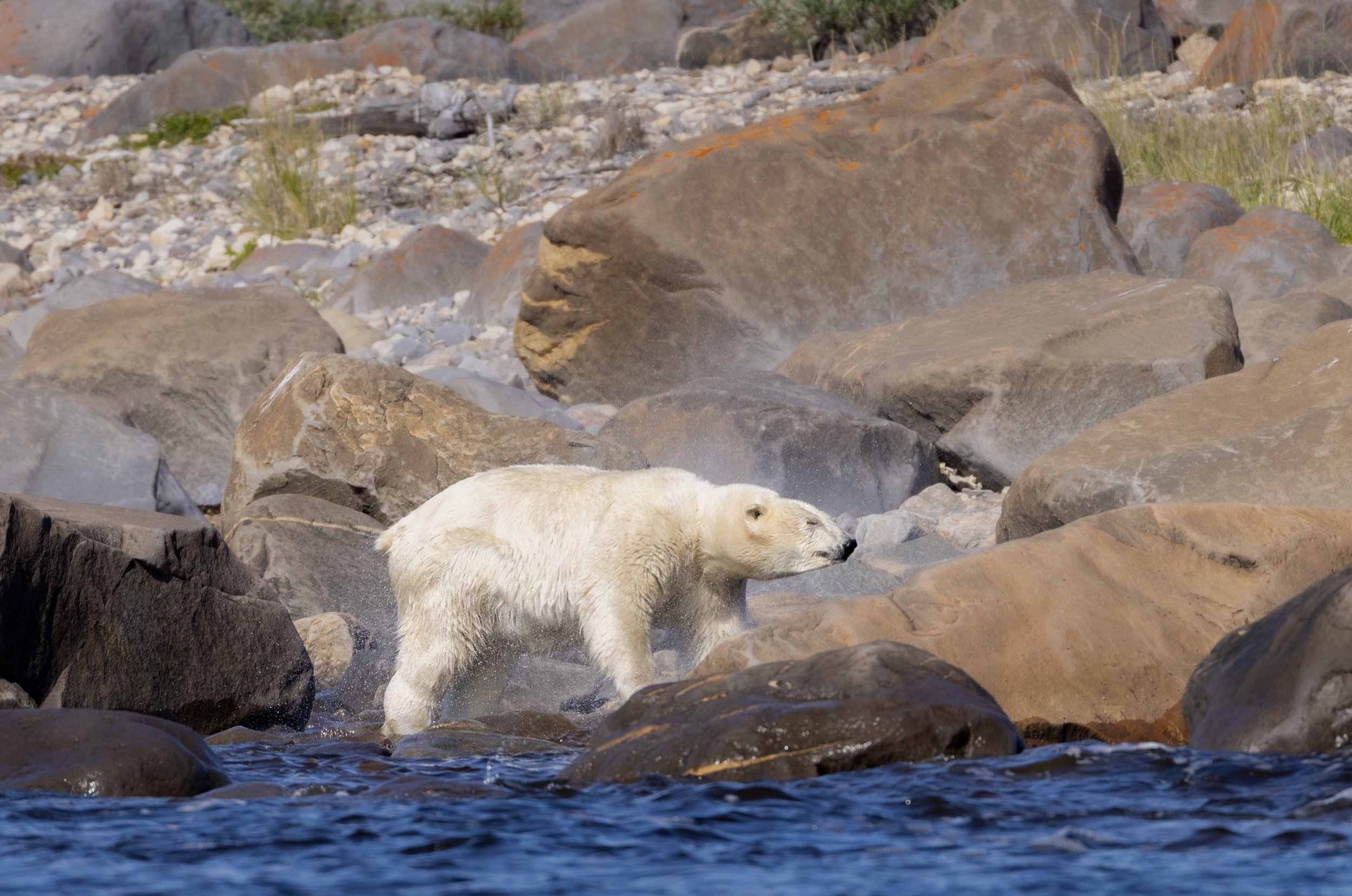 polar bear photography.jpg