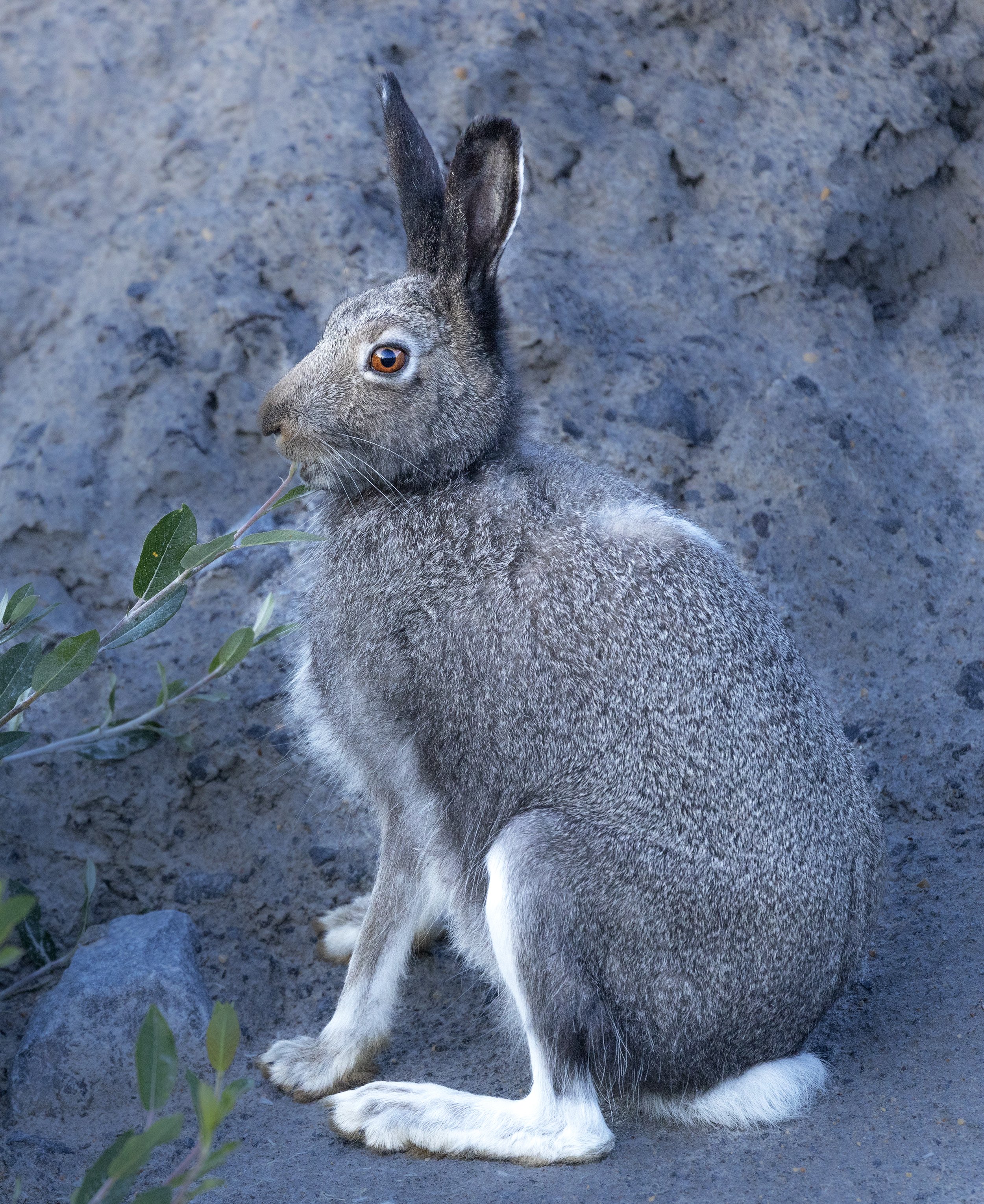 arctic hare.jpg