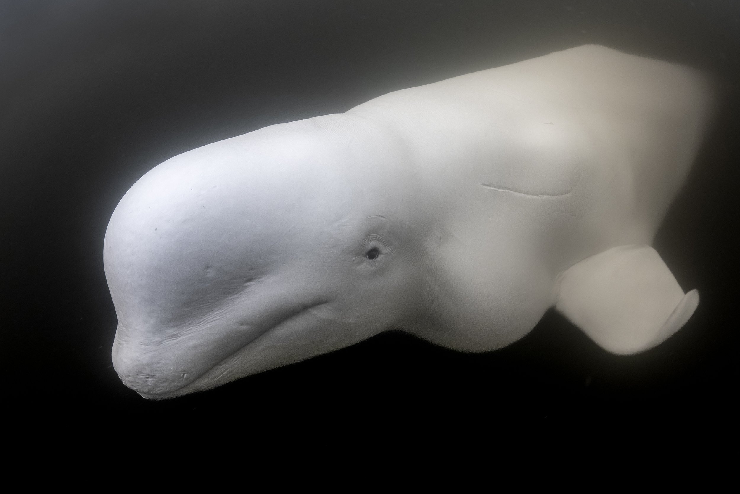 beluga whale.jpg