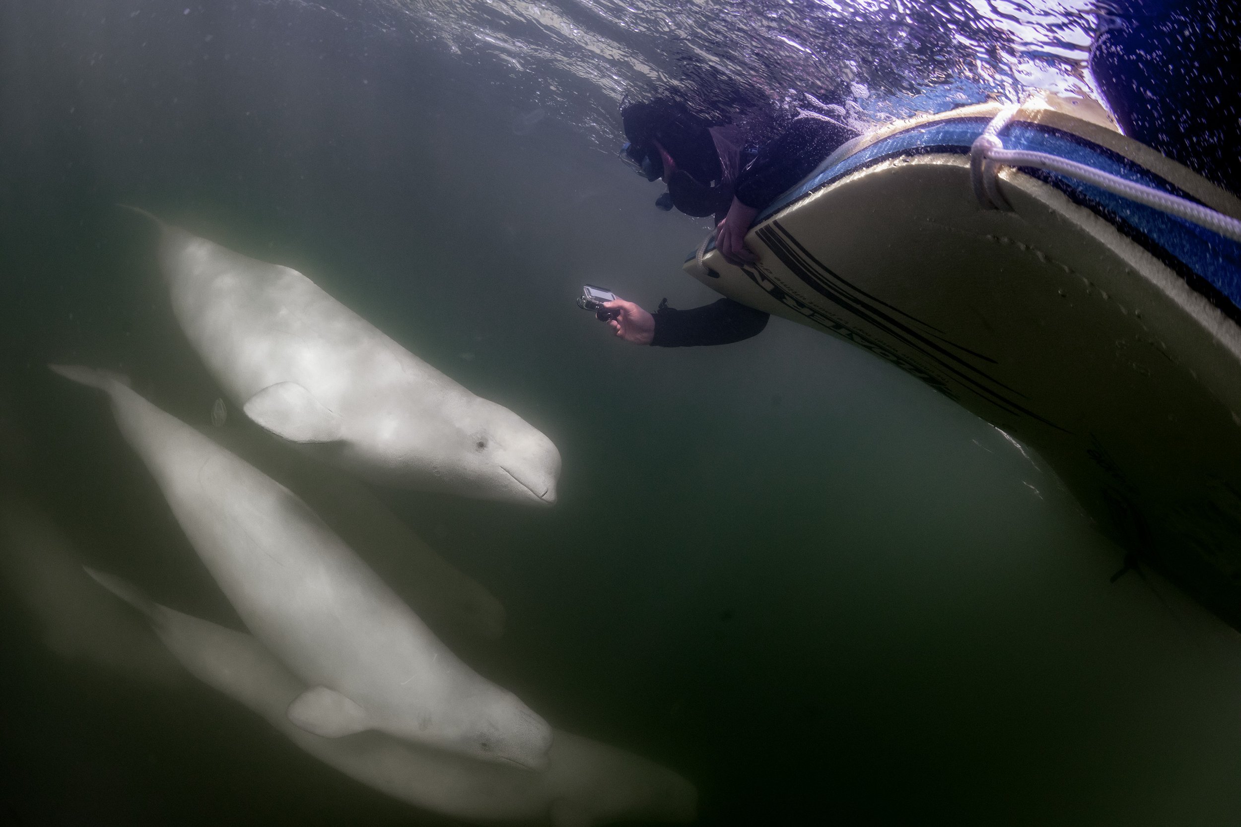 beluga whale diving.jpg