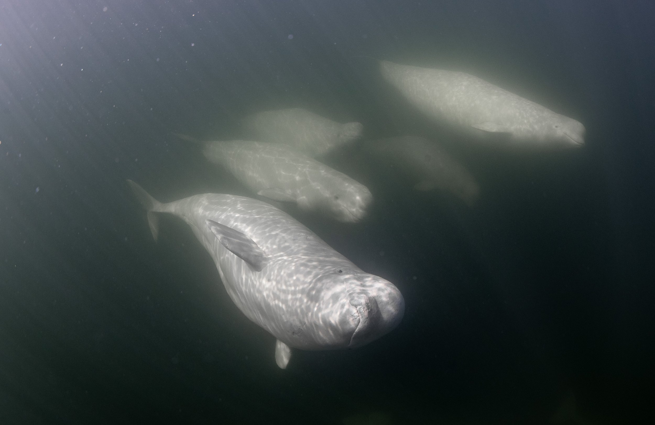 beluga whale diving.jpg