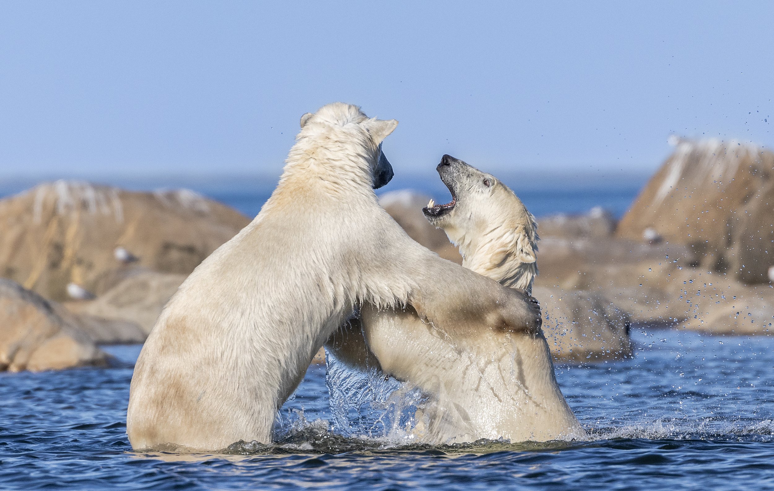 polar bear photography 2.jpg