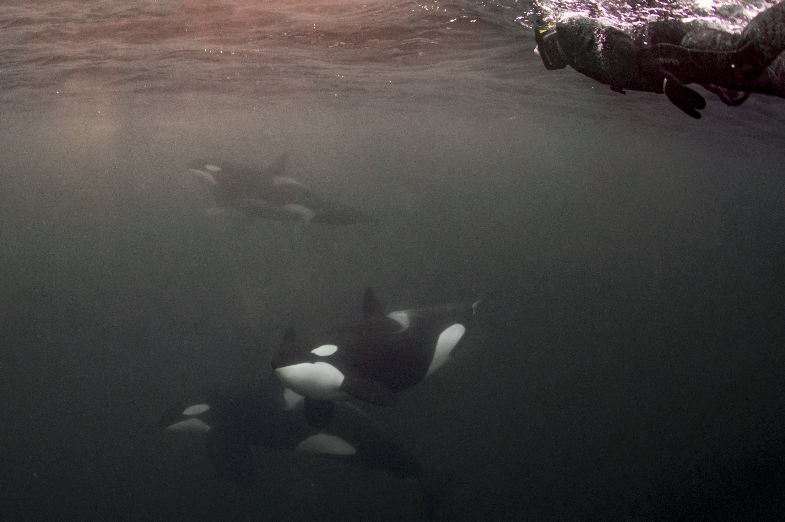 orca+diving 2.jpeg
