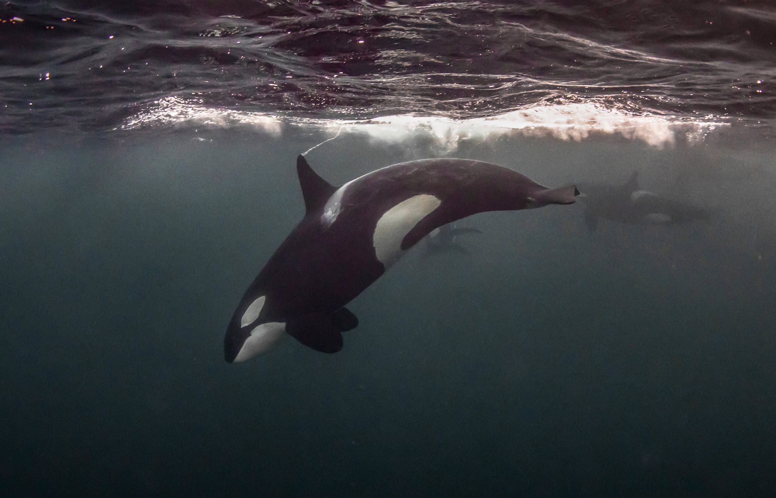 arctic orca diving 2.jpg