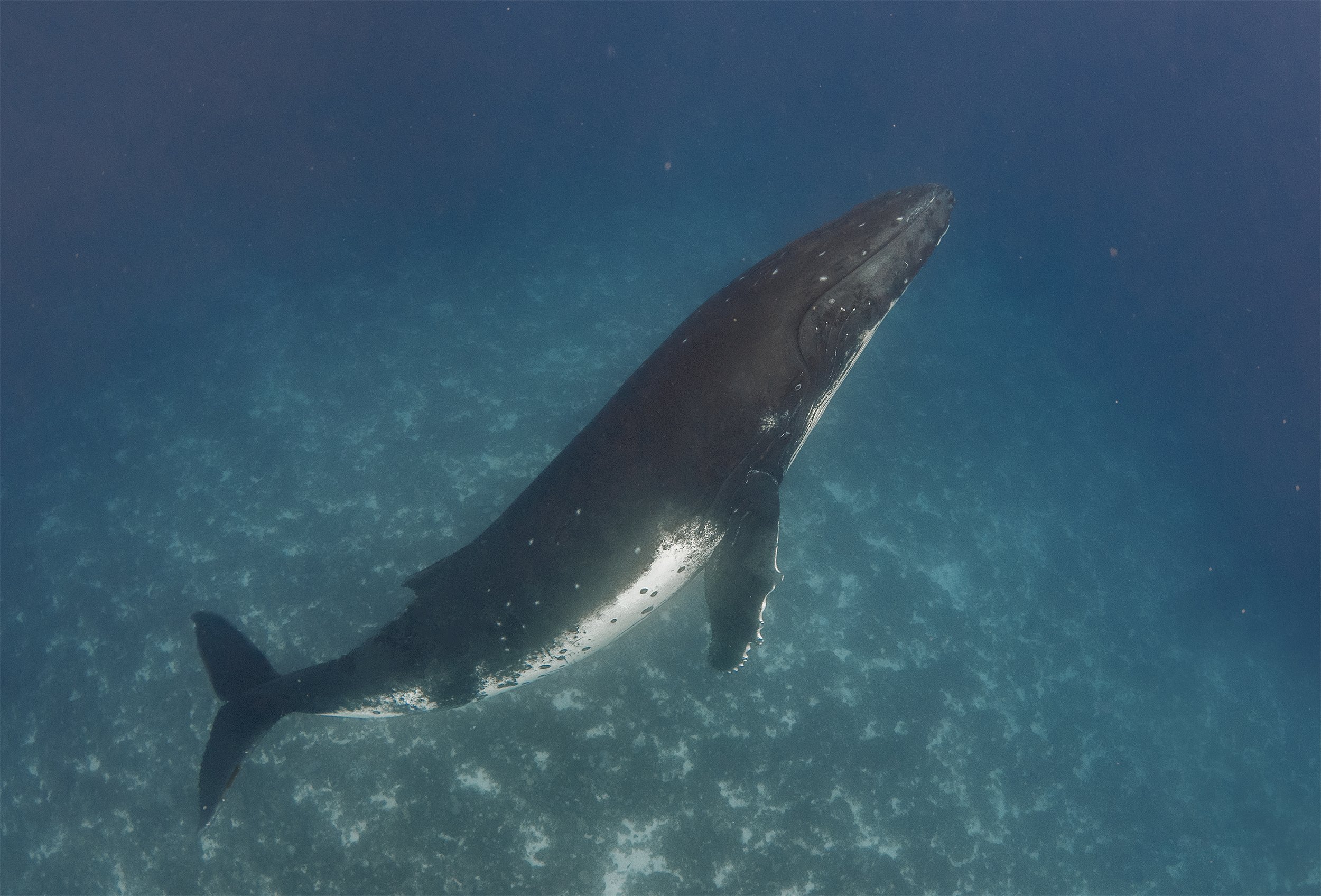 humpback whale diving 2.jpg