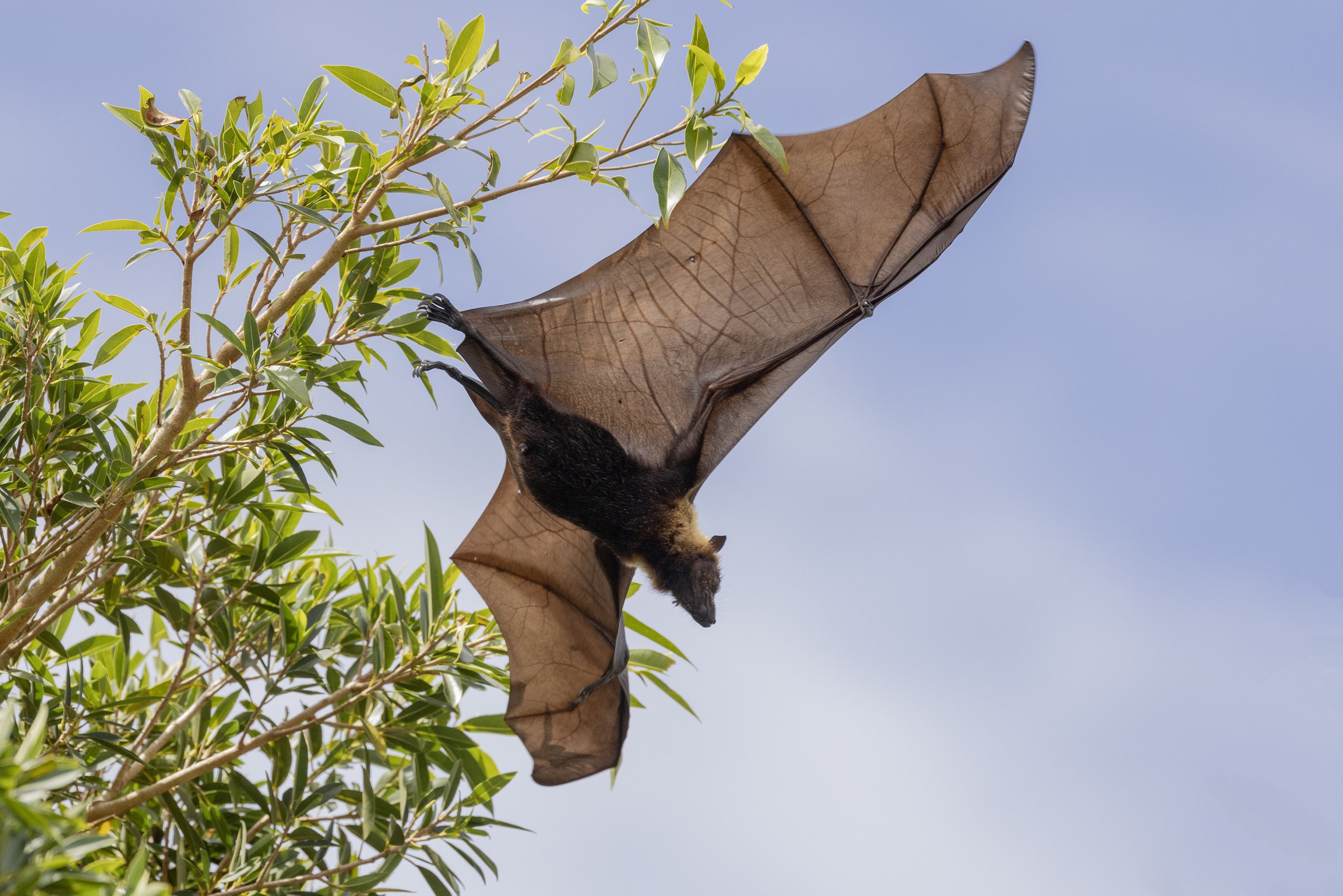 Flying fox.jpg